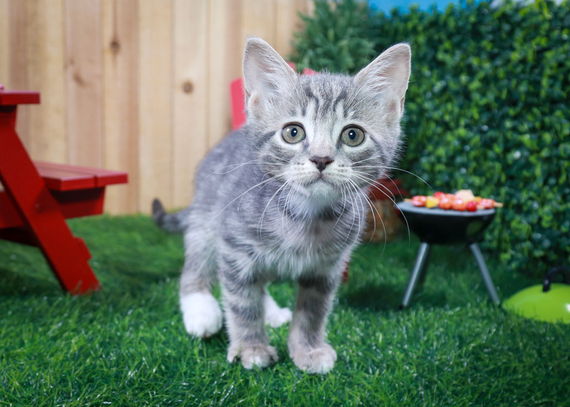 Pansy (F-DSH-Grey/Tabby)