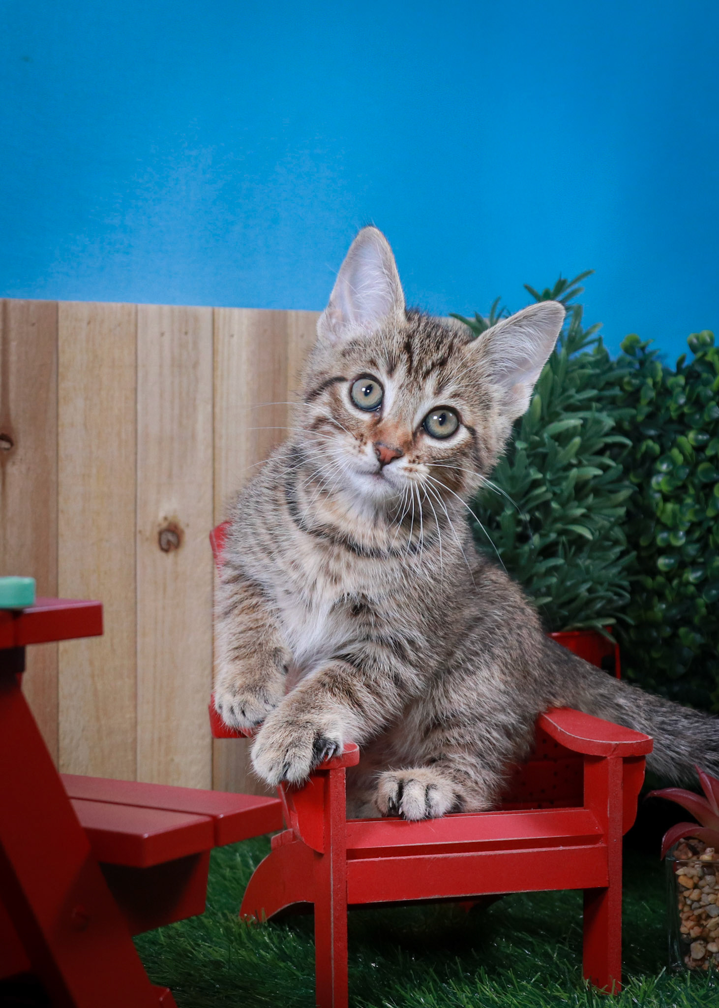 Bosky (M-DSH-Brown/Tabby)