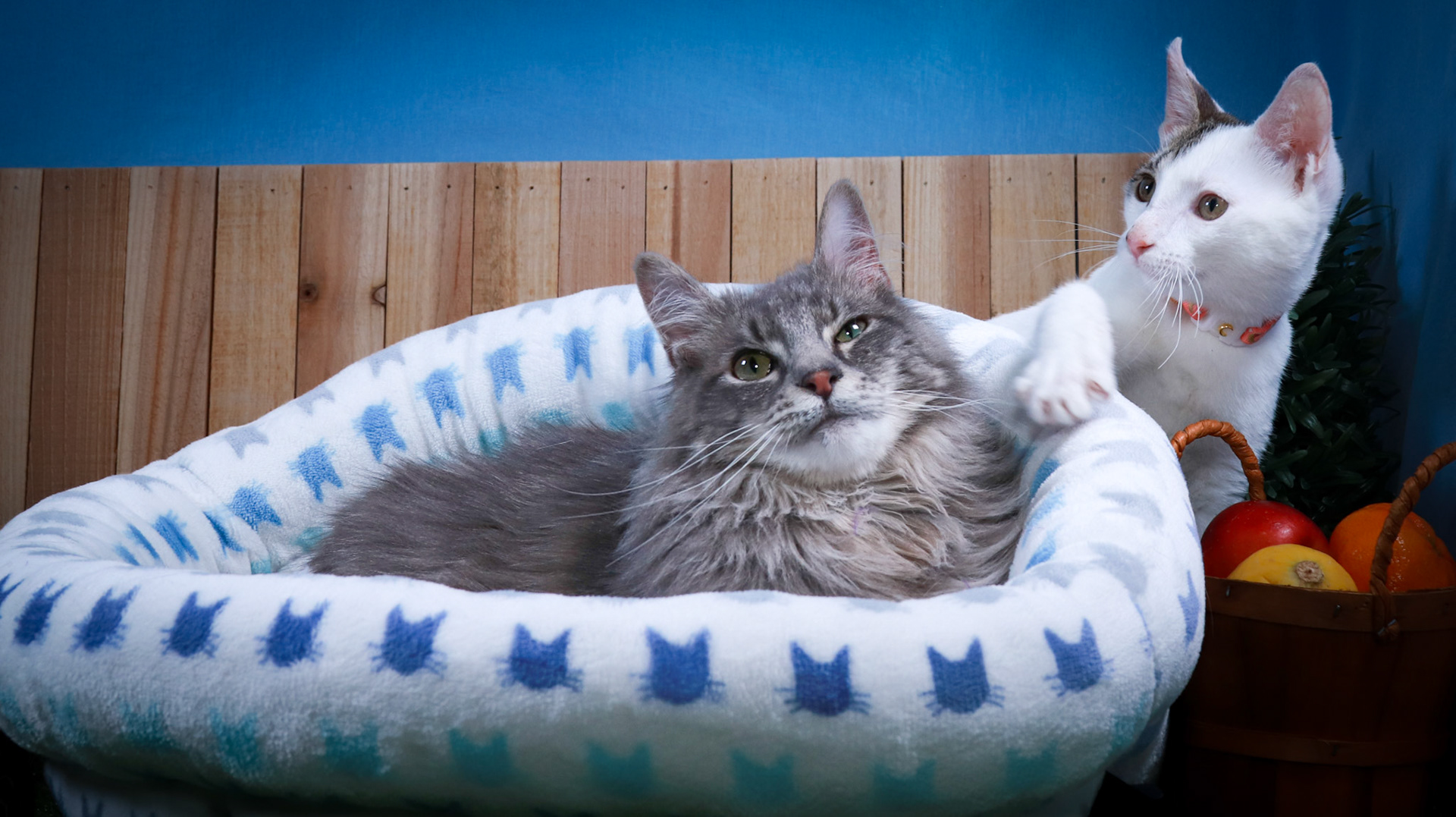 Rini (F-DSH-Tabby/White), Elven (M-DLH-Gray/Tabby)