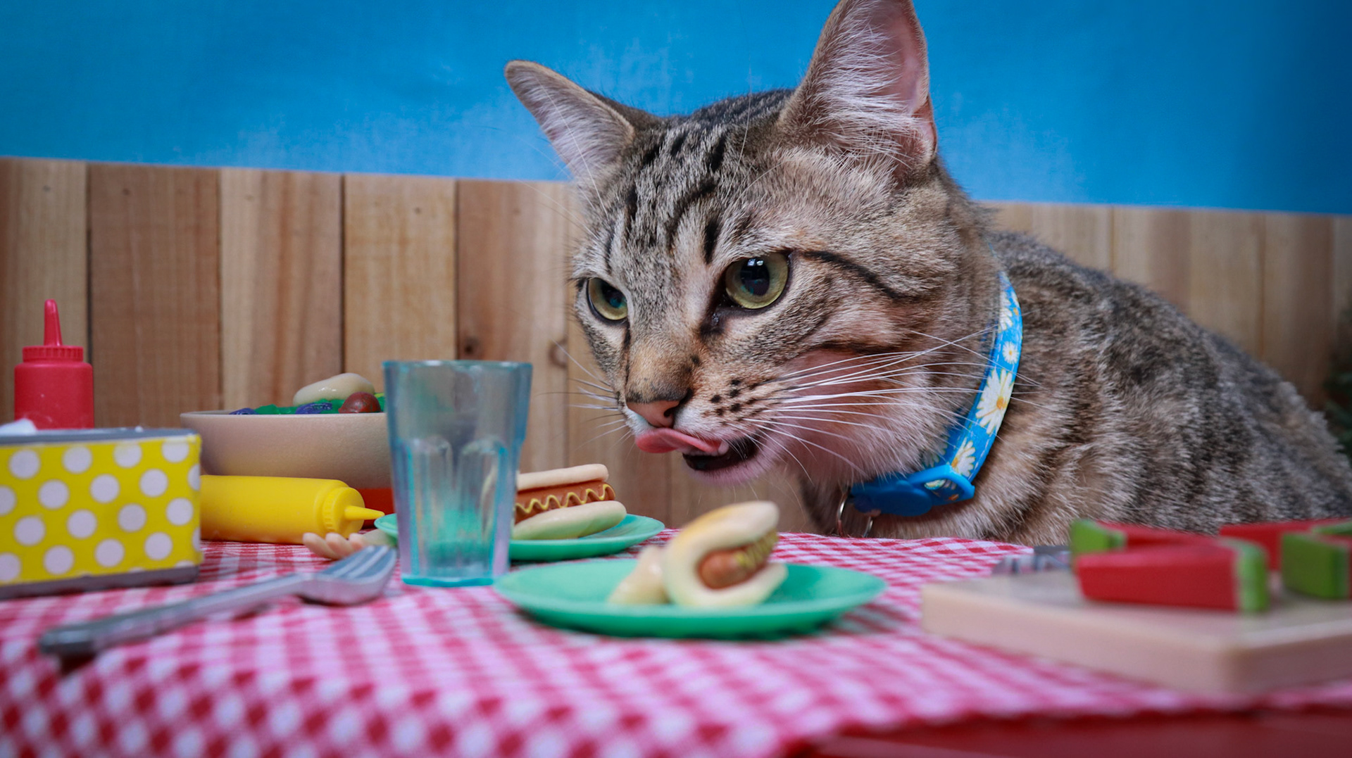 Henry (M-DSH-Tabby)