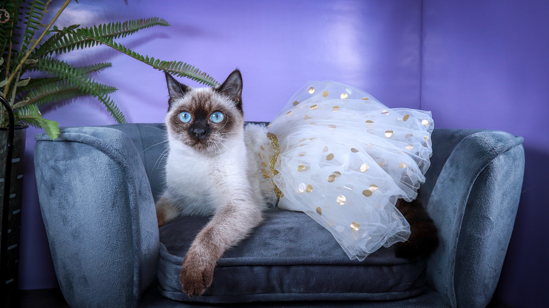 Meci (F-DSH-Seal Point Siamese)