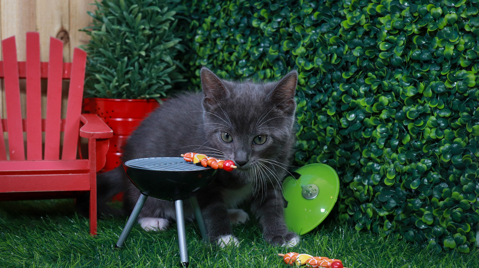 Hematite (F-DSH-Grey/White/Tuxie)