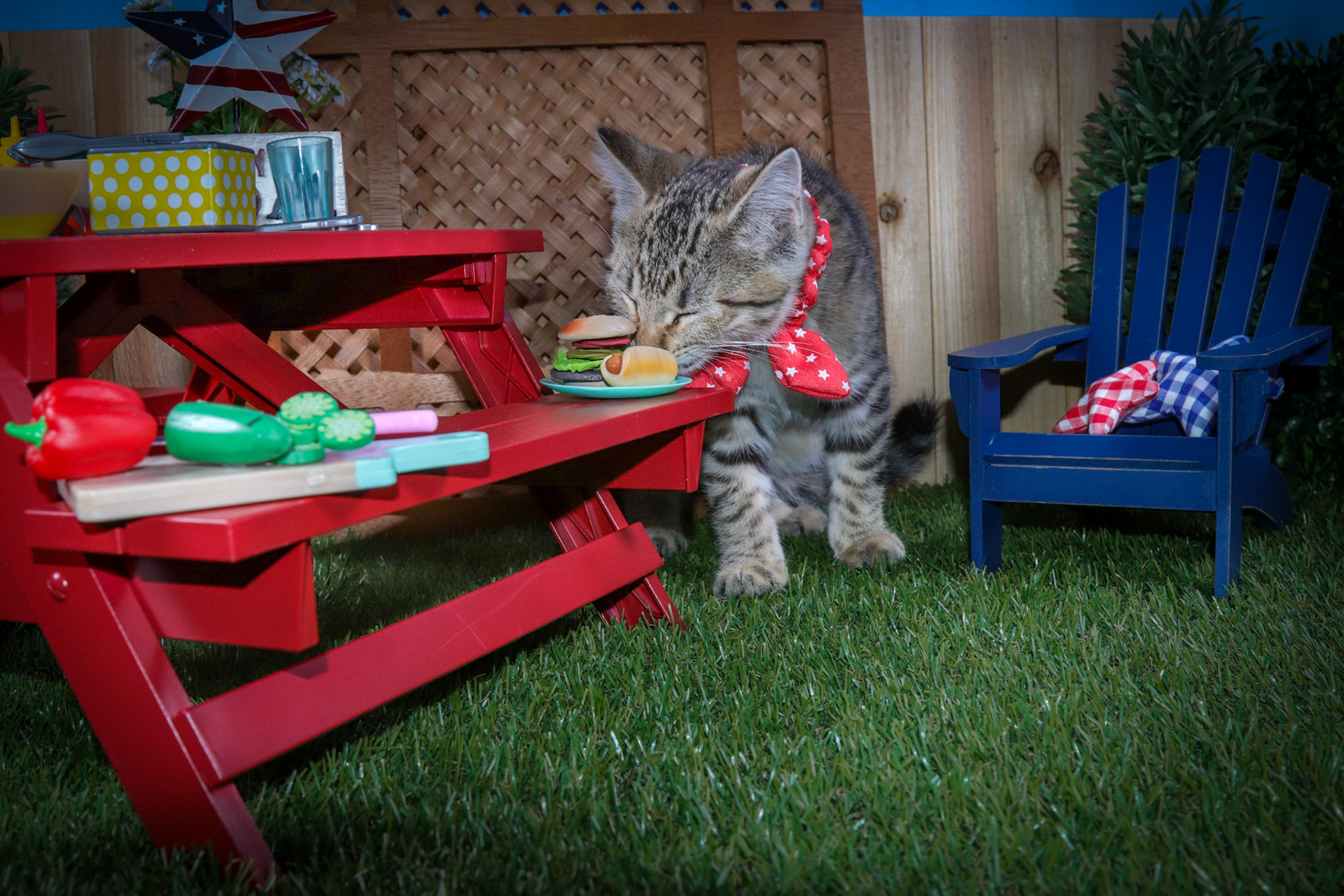 Sheila (F-DSH-Tabby)