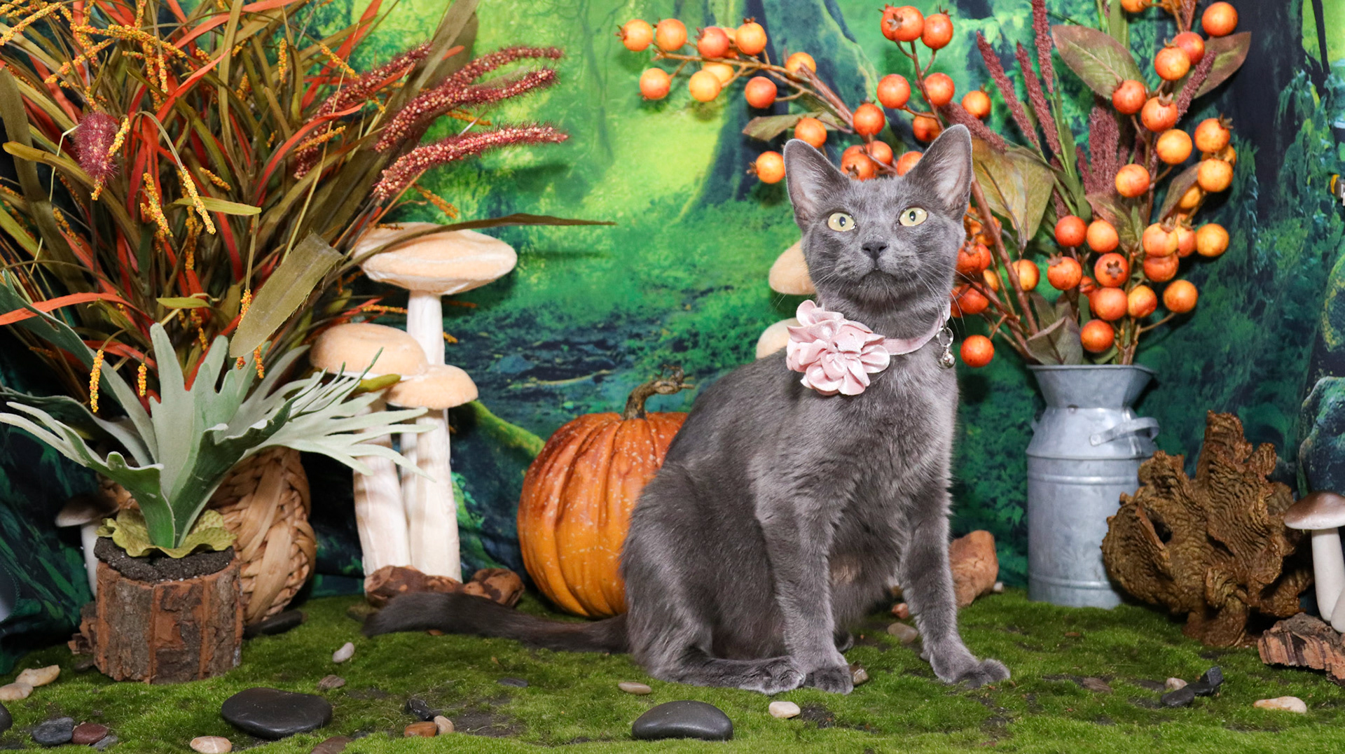 Willow (F-DSH-Russian Blue Mix)