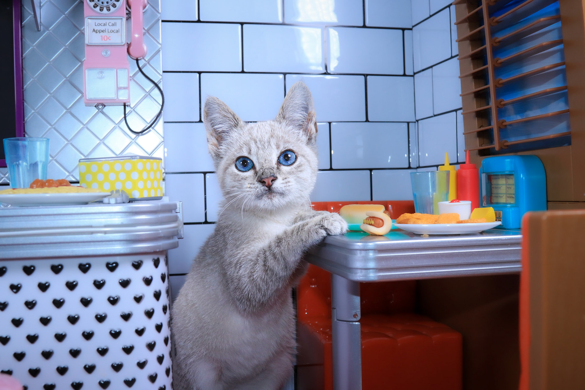 Yuki (M-DSH-Lynx Point Siamese)