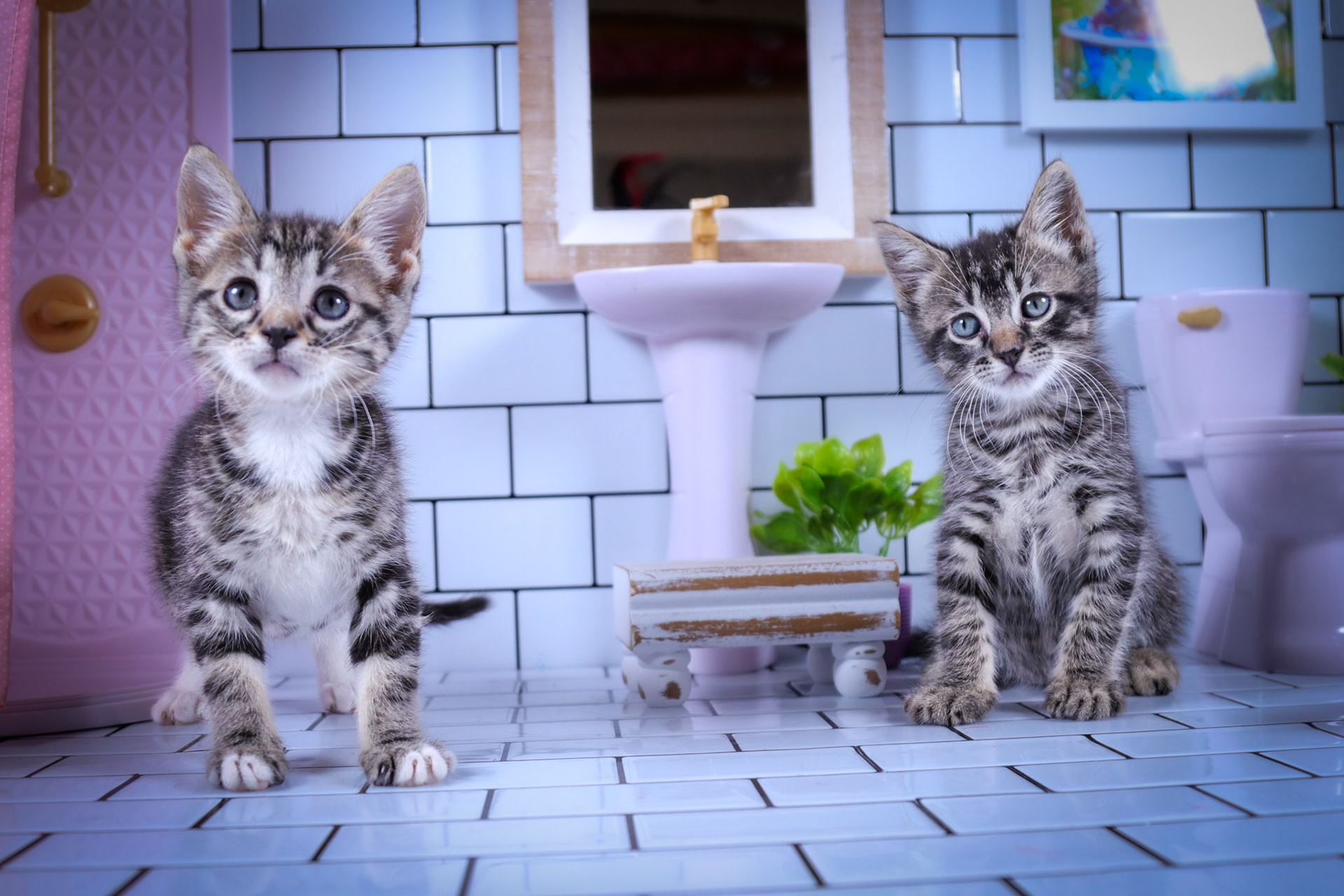 Monkey (M-DSH-Tabby), Milo (M-DSH-Tabby/White)