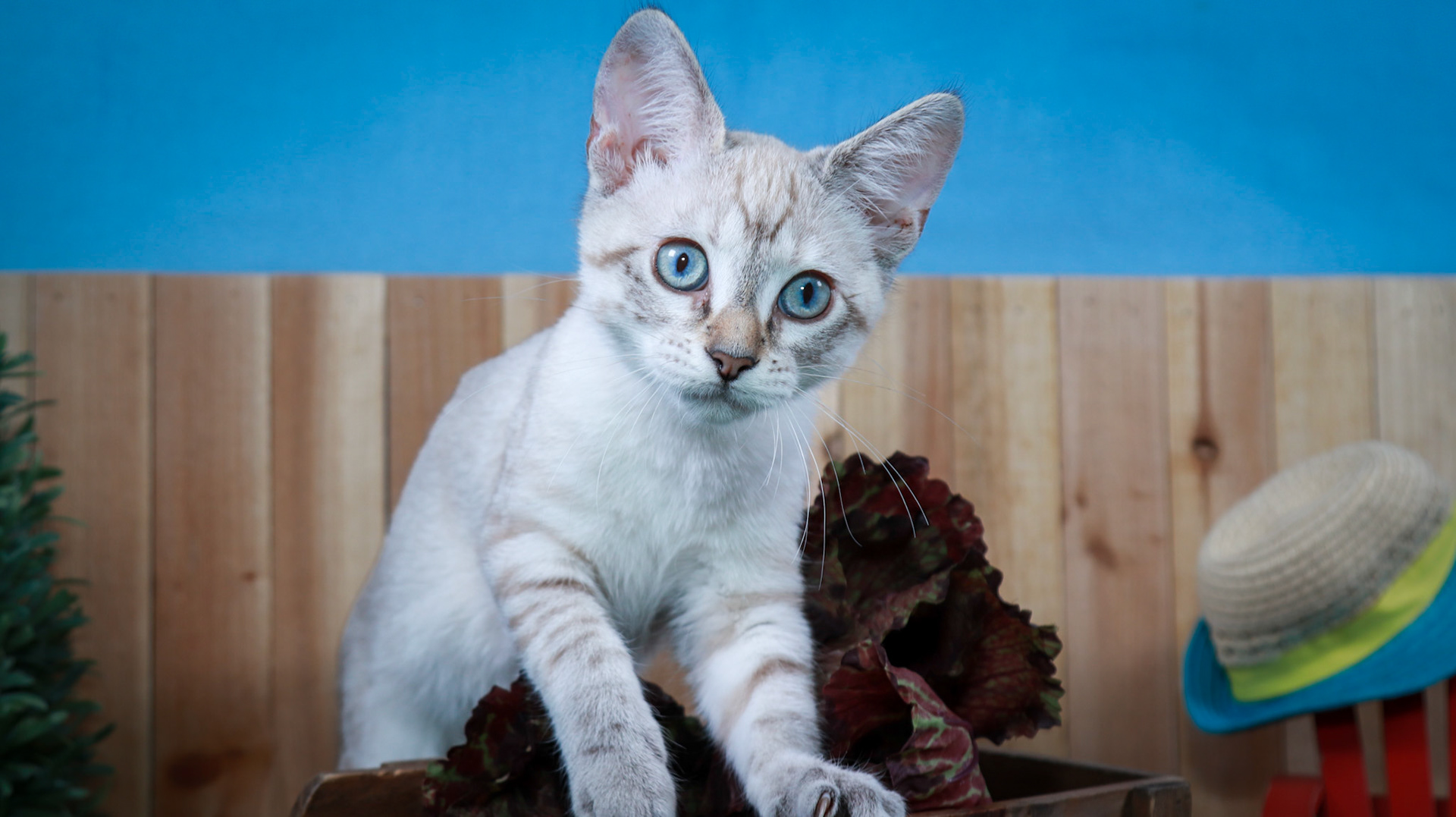Daisey May (F-DSH-Lynx Point Siamese)