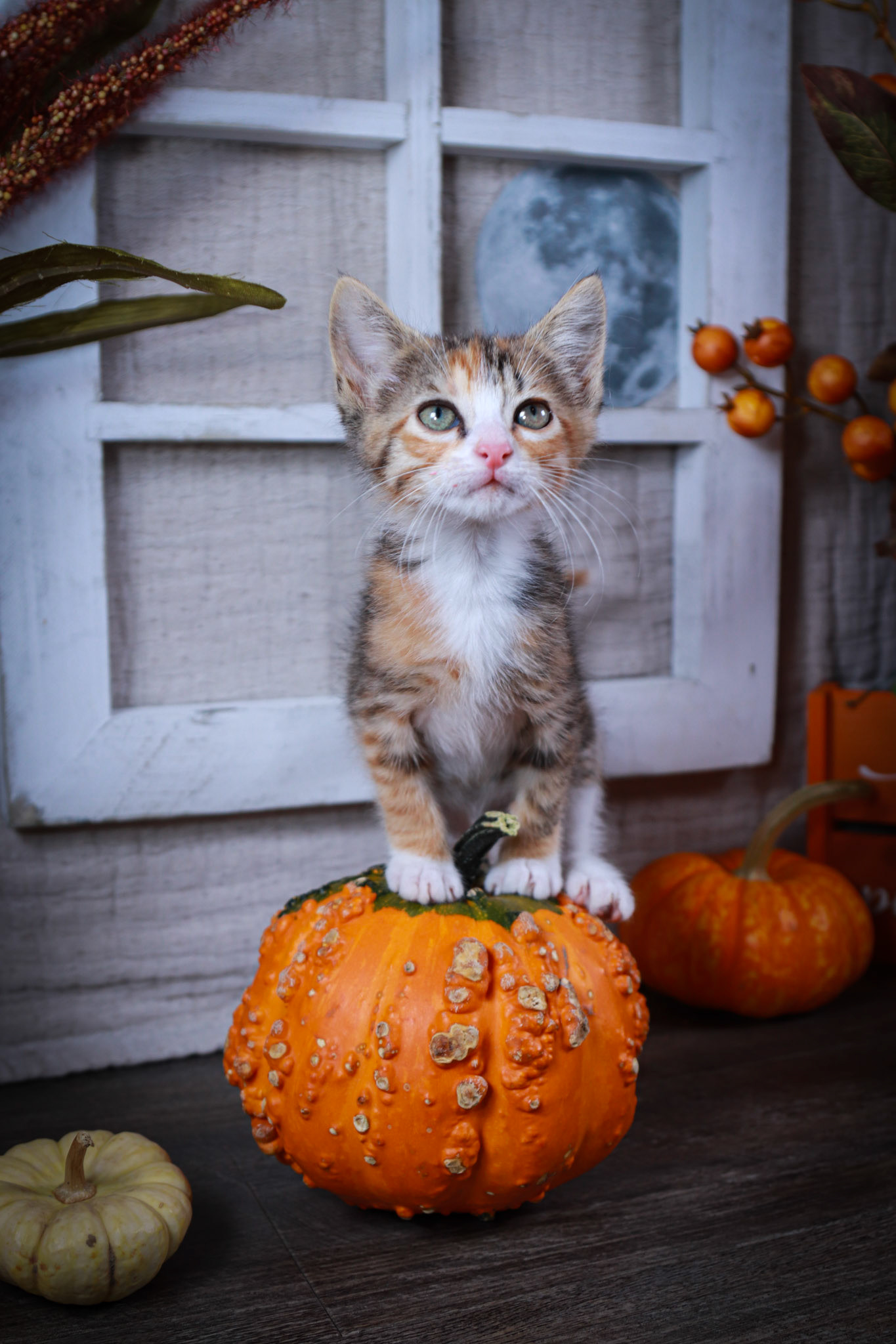 Donna (F-DSH-Calico)