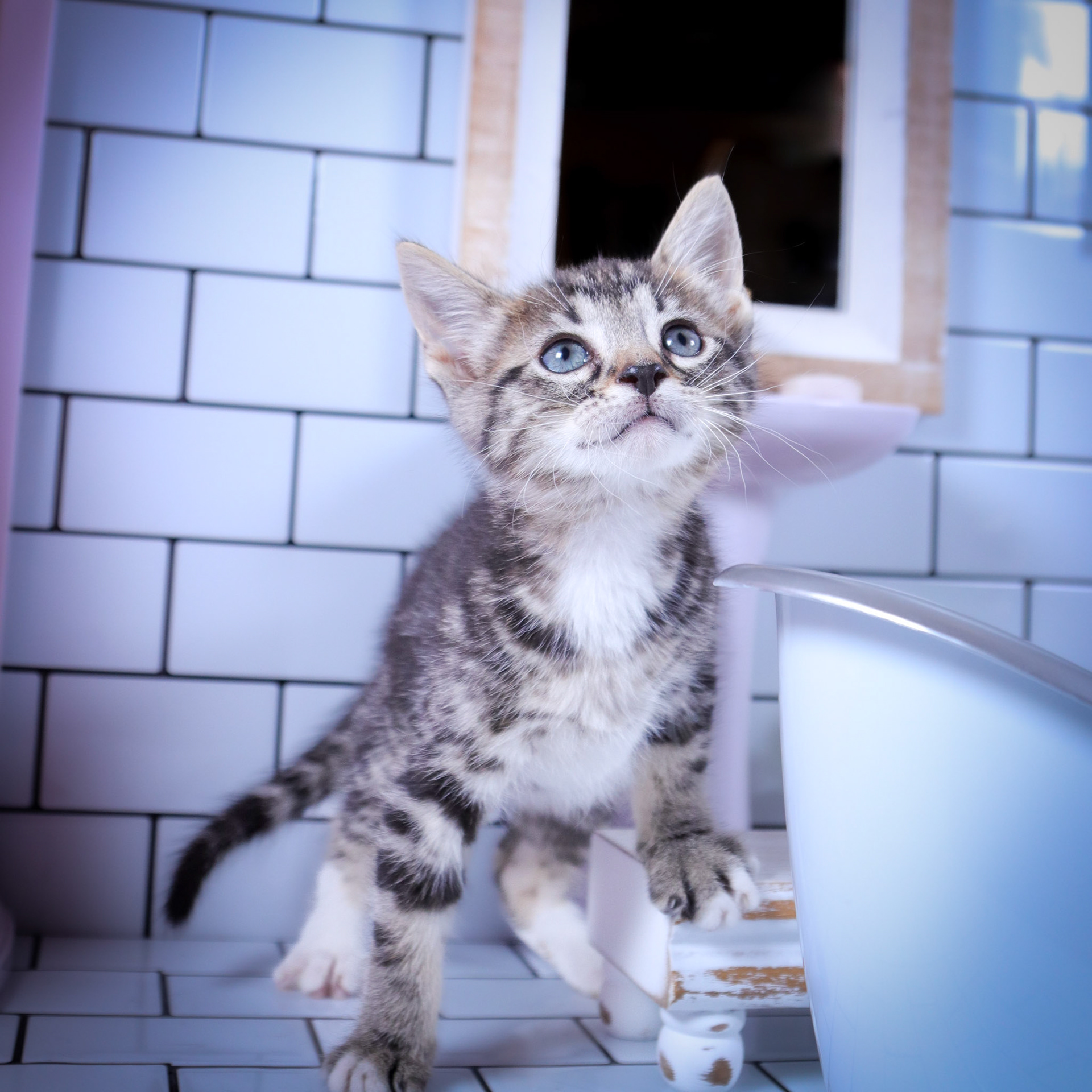 Milo (M-DSH-Tabby/White)