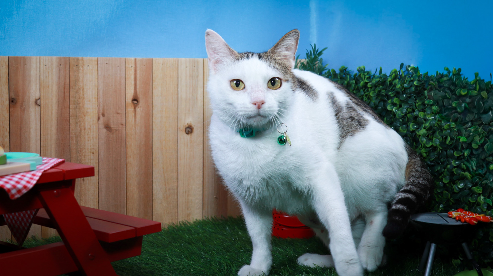 Sweet Pea (F-DSH-Tabby/White)