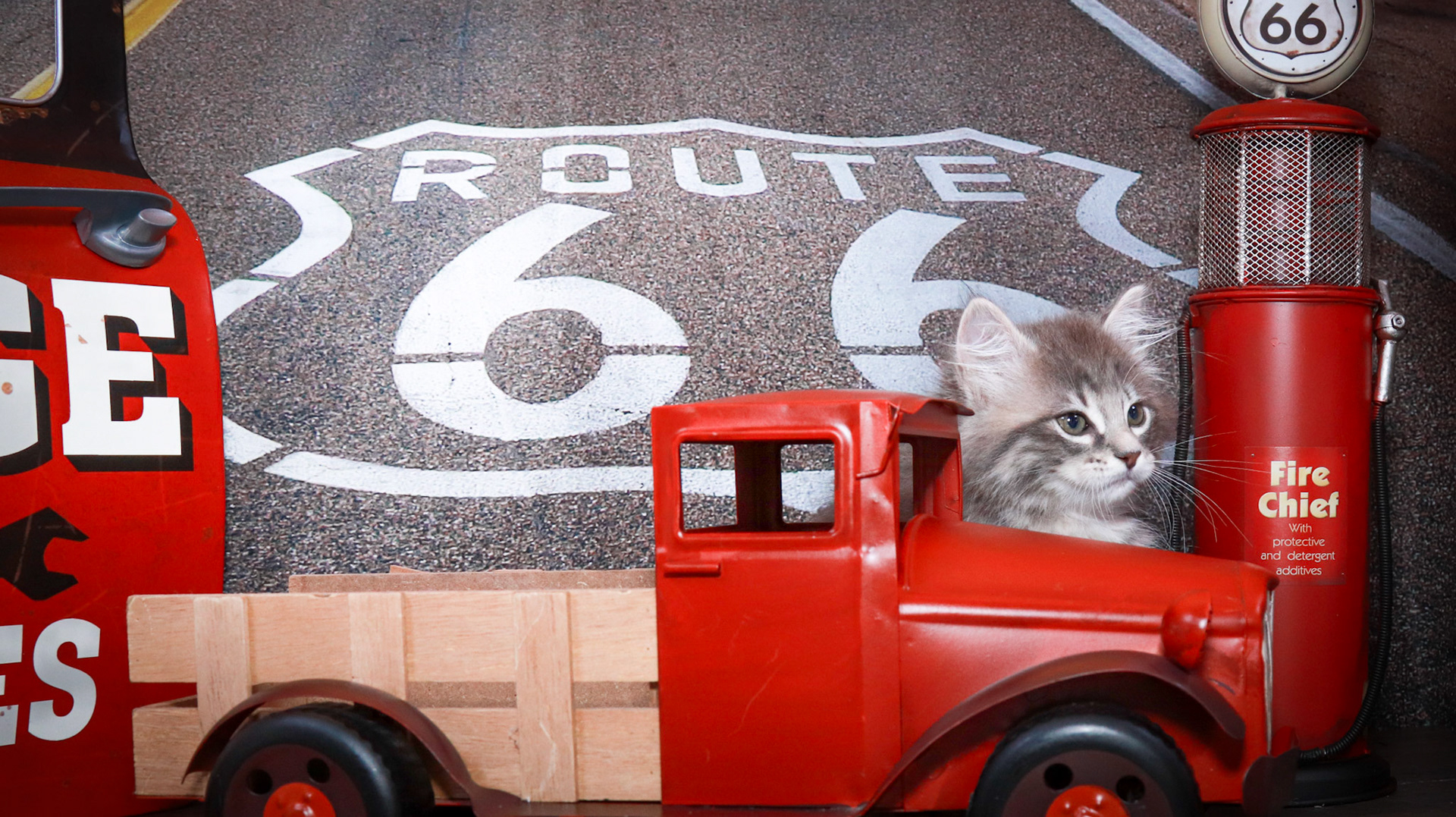 Nimbus (F-DLH-Gray Tabby)