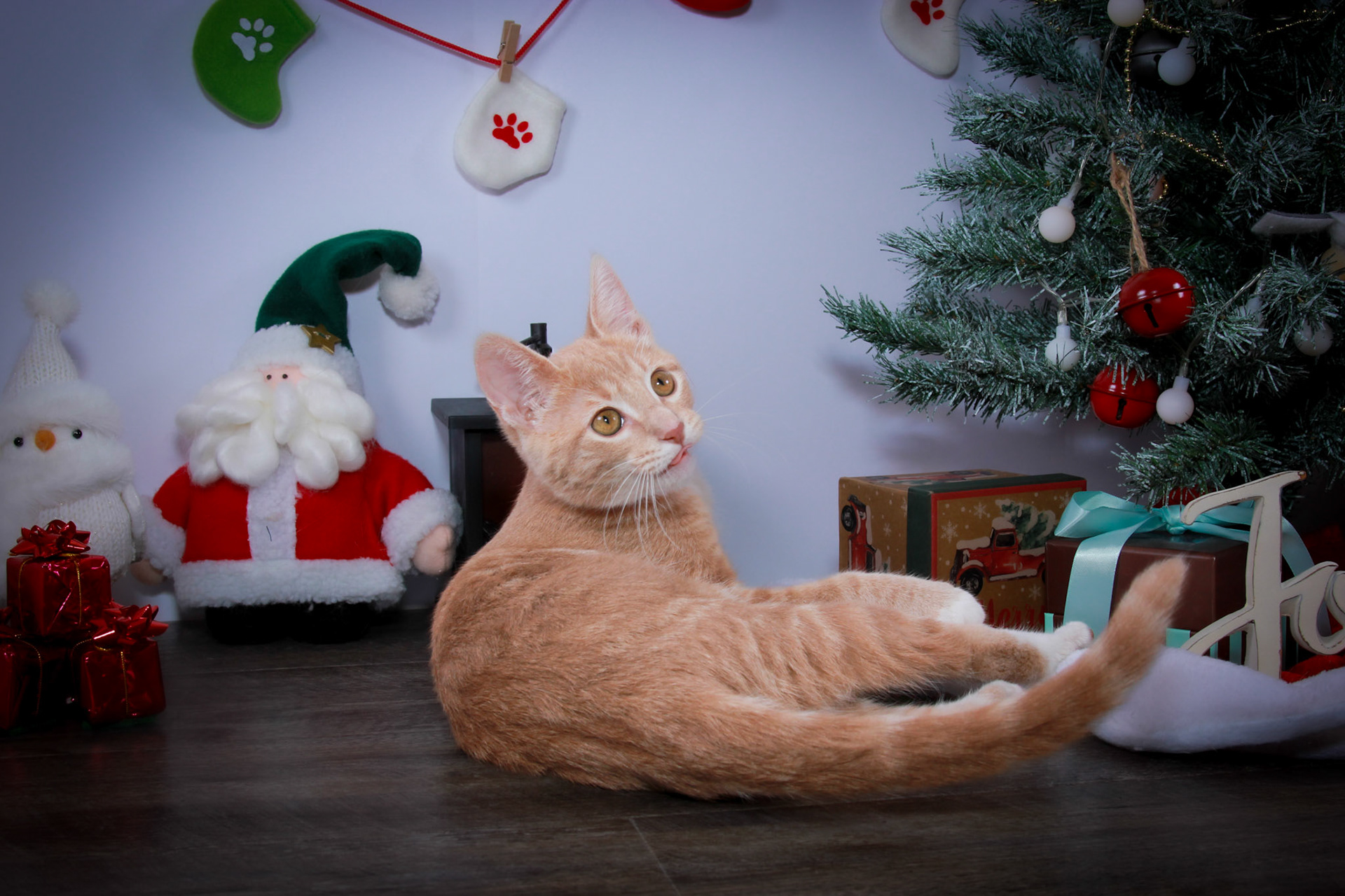 Boaz (M-DSH-Ginger/White)