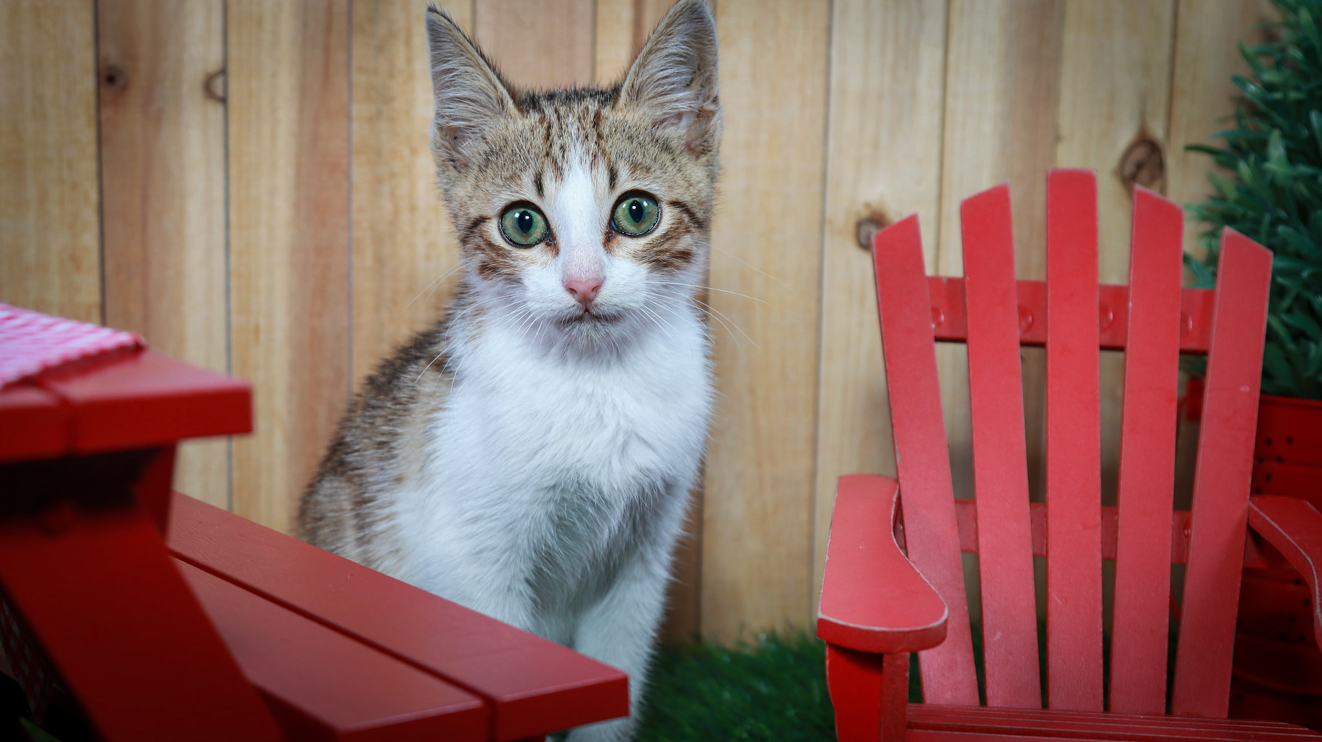 Arthur (M-DSH-Tabby/White)