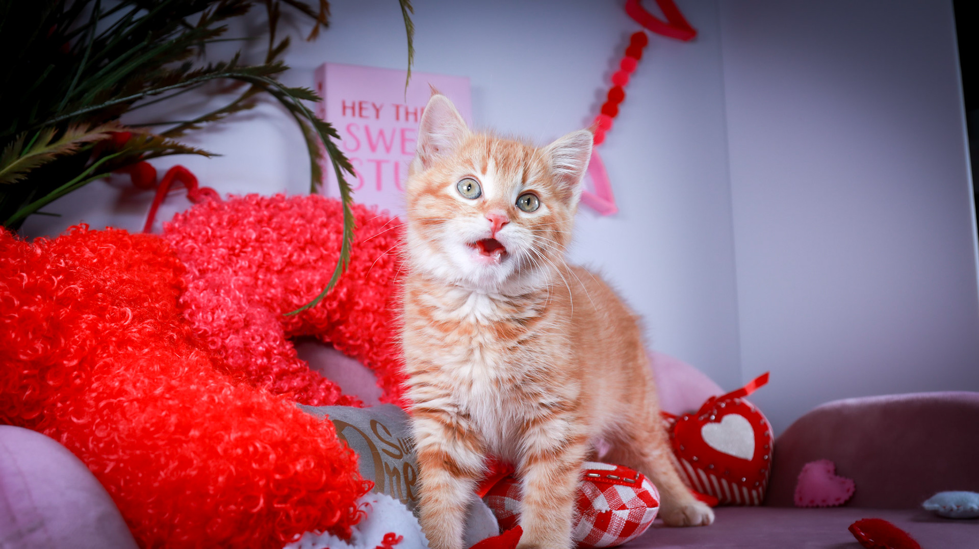Squishy (M-DSH-Ginger)