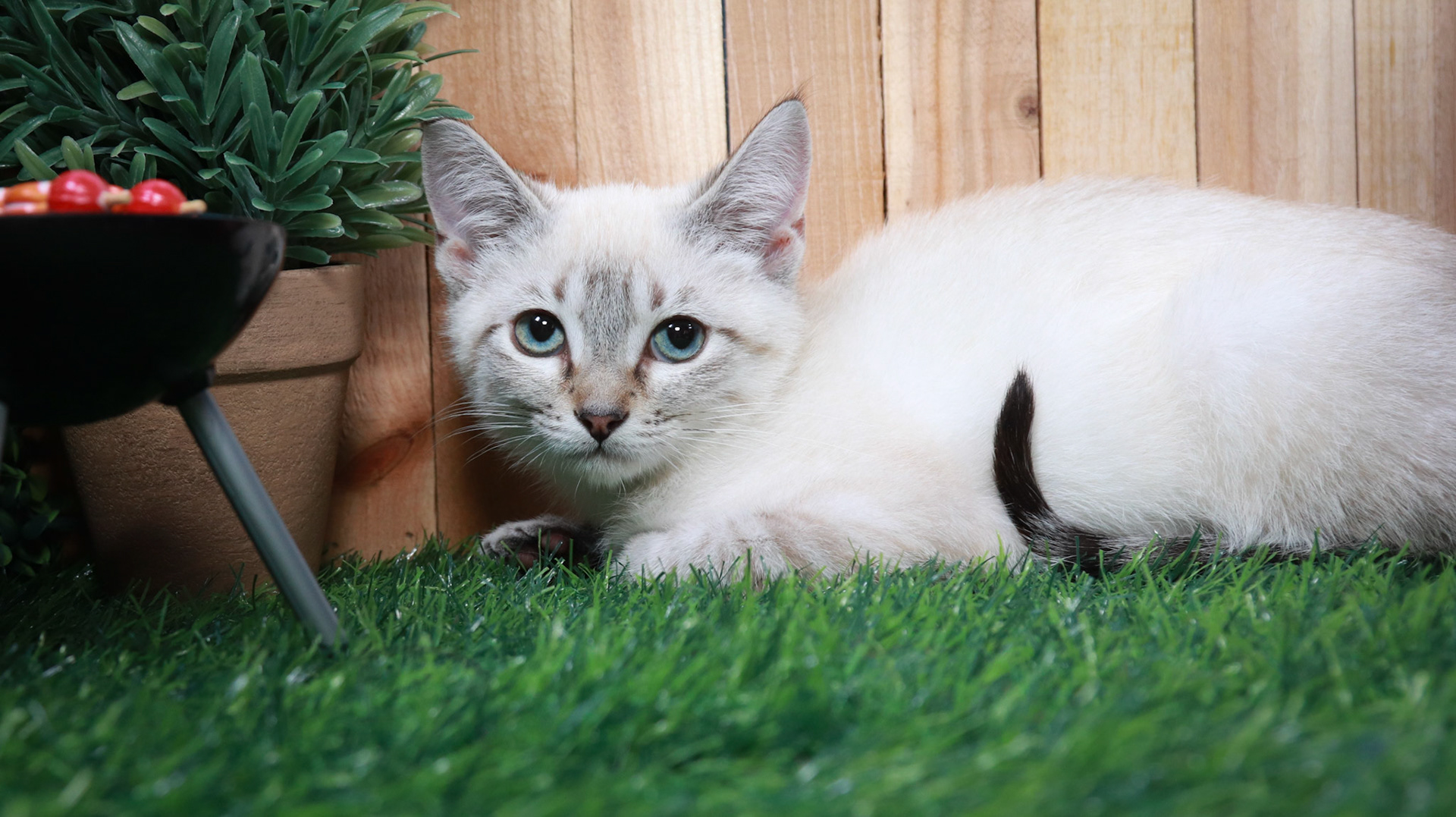 Cocoa Puff (M-DSH-Lynx Point Siamese)