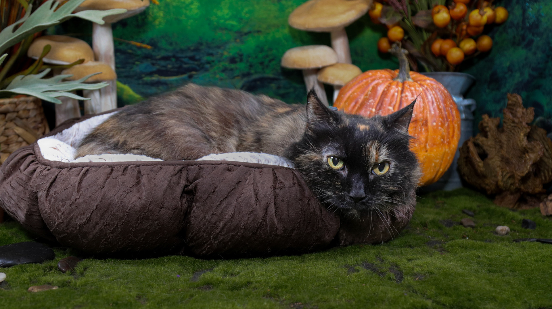 Mochi (F-DLH-Tortie)