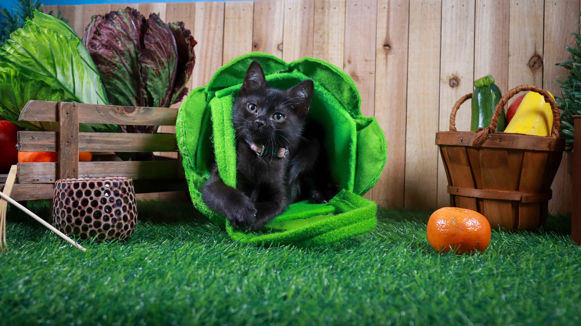 Otter (F-DSH-Black)
