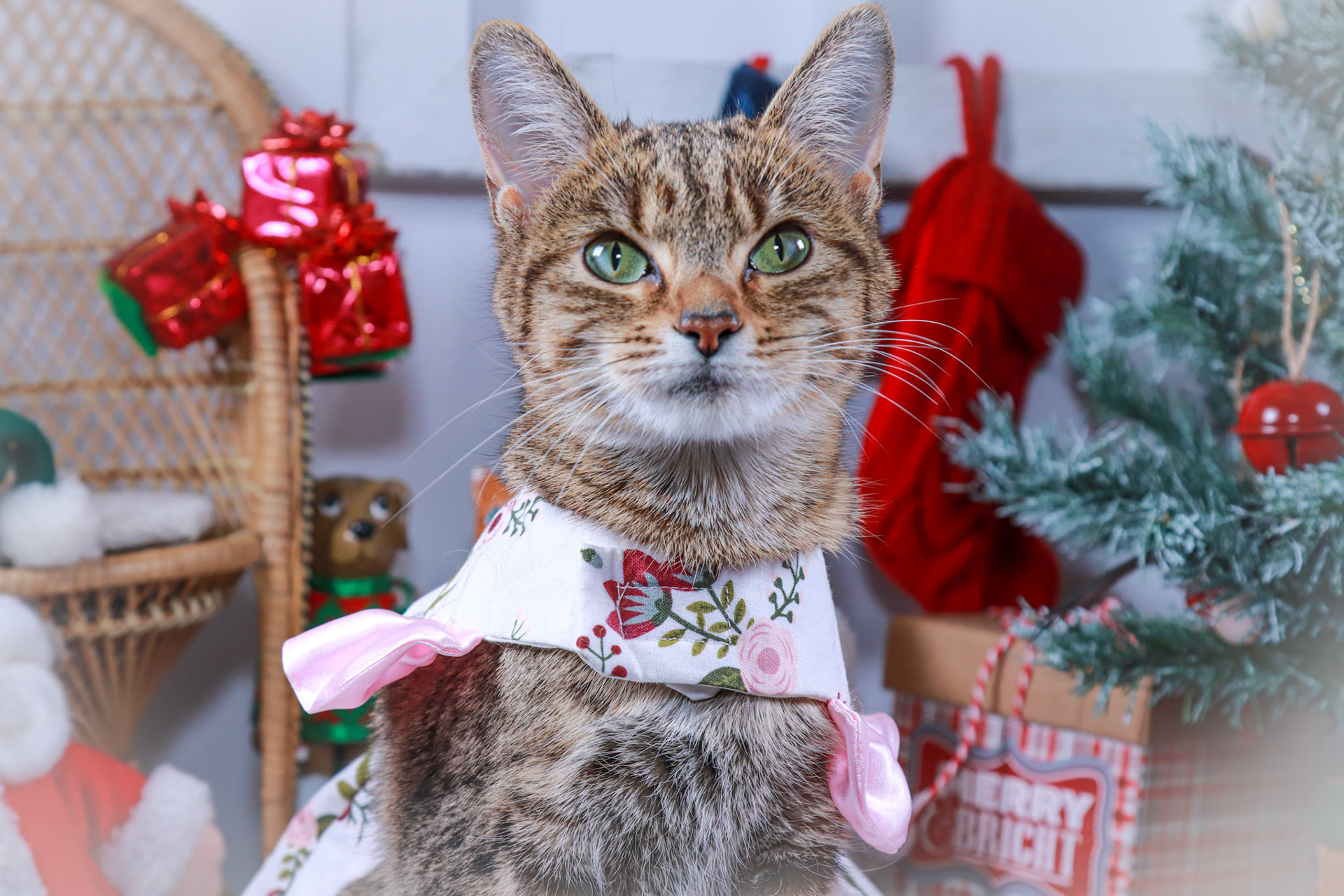 Keiko (F-DSH-Tabby/Bengal Mix)