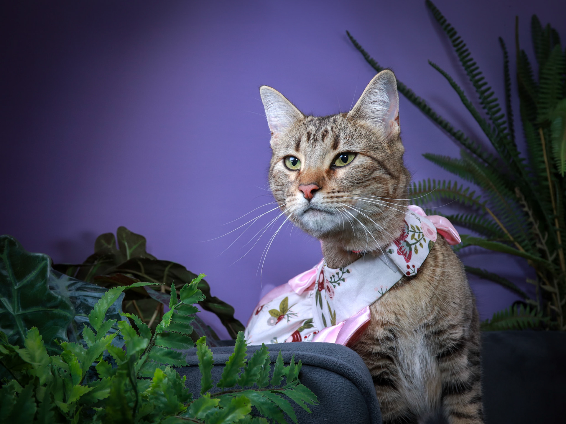 Sheila (F-DSH-Tabby)
