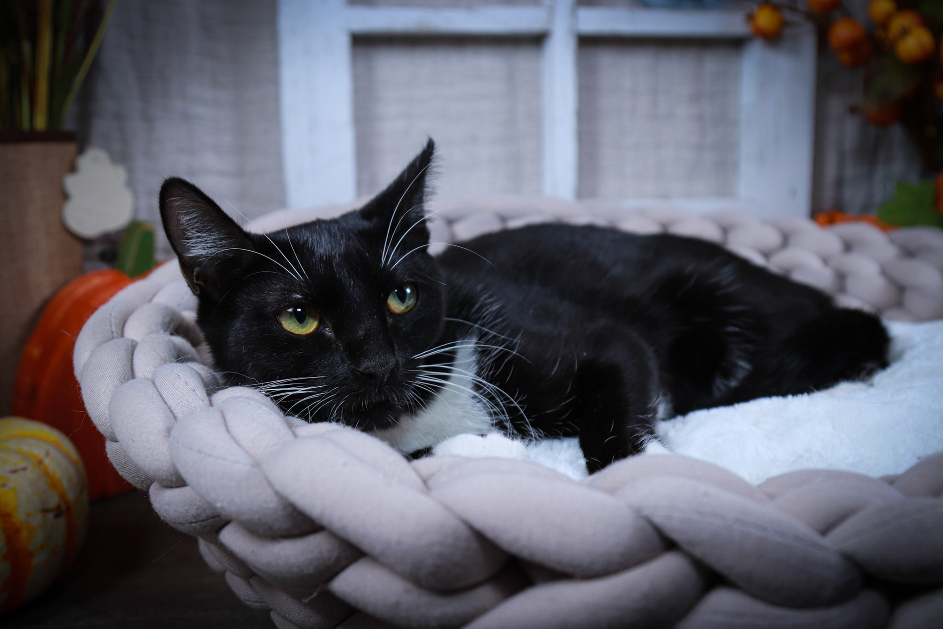 Luna (F-DSH-Black/White/Tuxie)