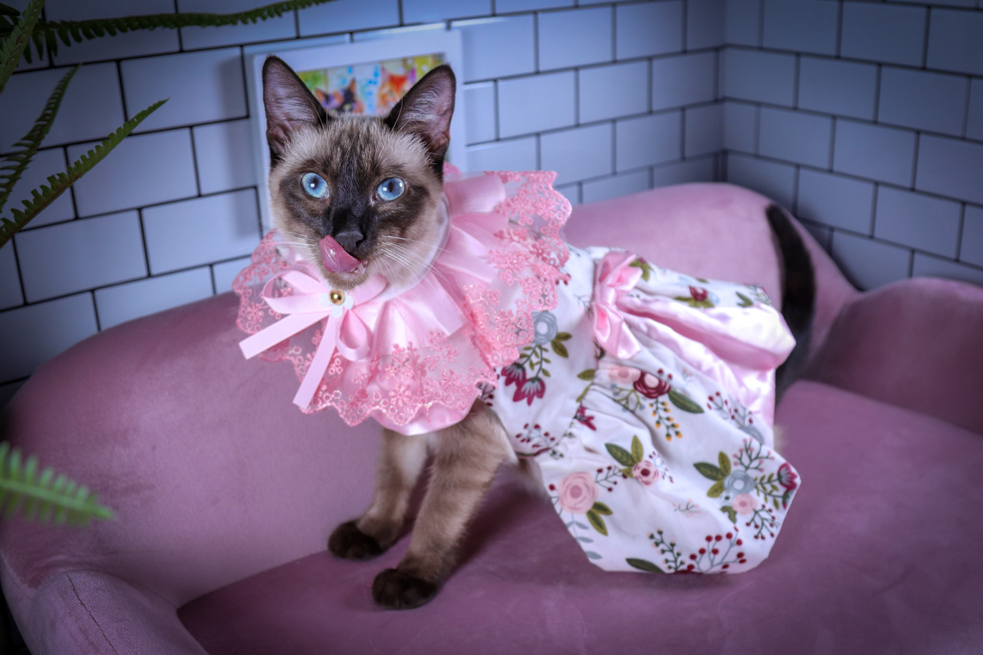 Lenore (F-DSH-Seal Point Siamese)