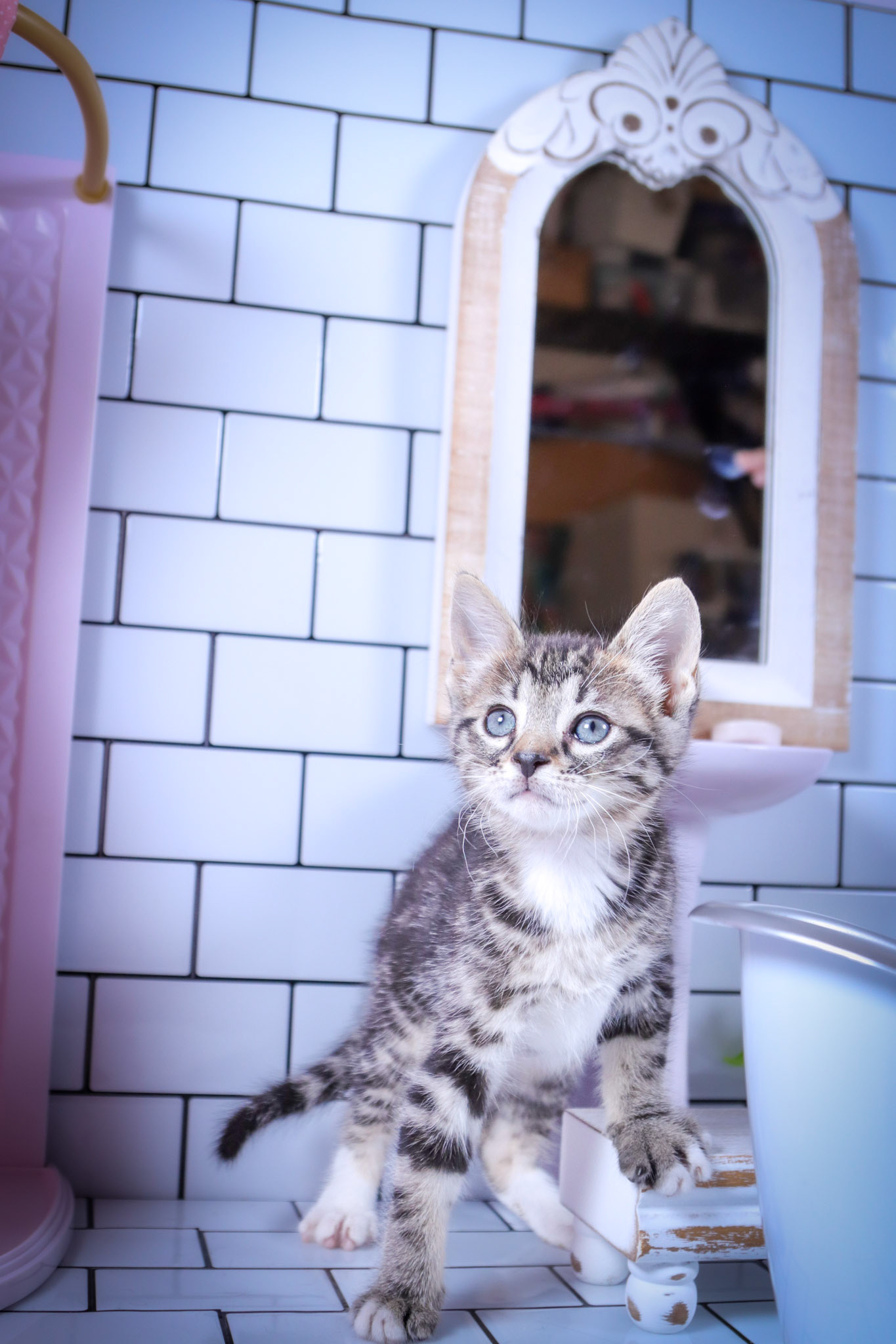 Milo (M-DSH-Tabby/White)