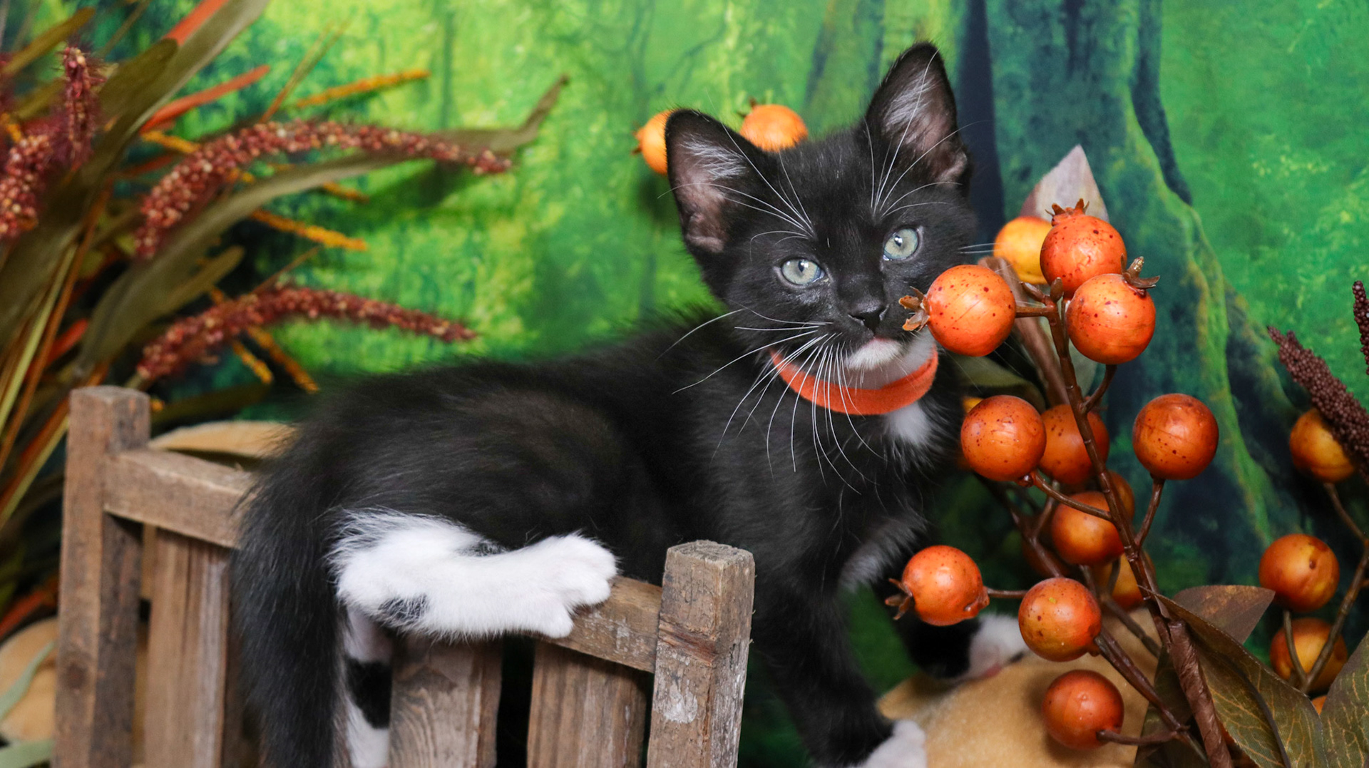 Ash (M-DSH-Black/White/Tuxie)