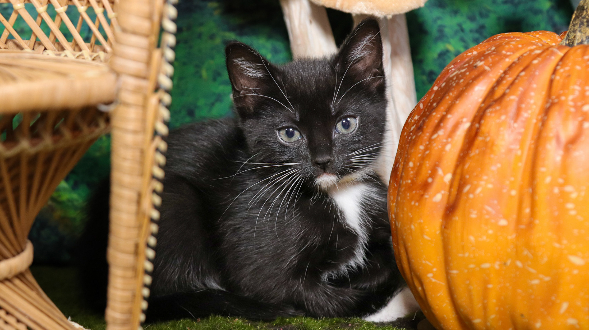 Olive (F-DSH-Polydactyl/Black/White/Tuxie)