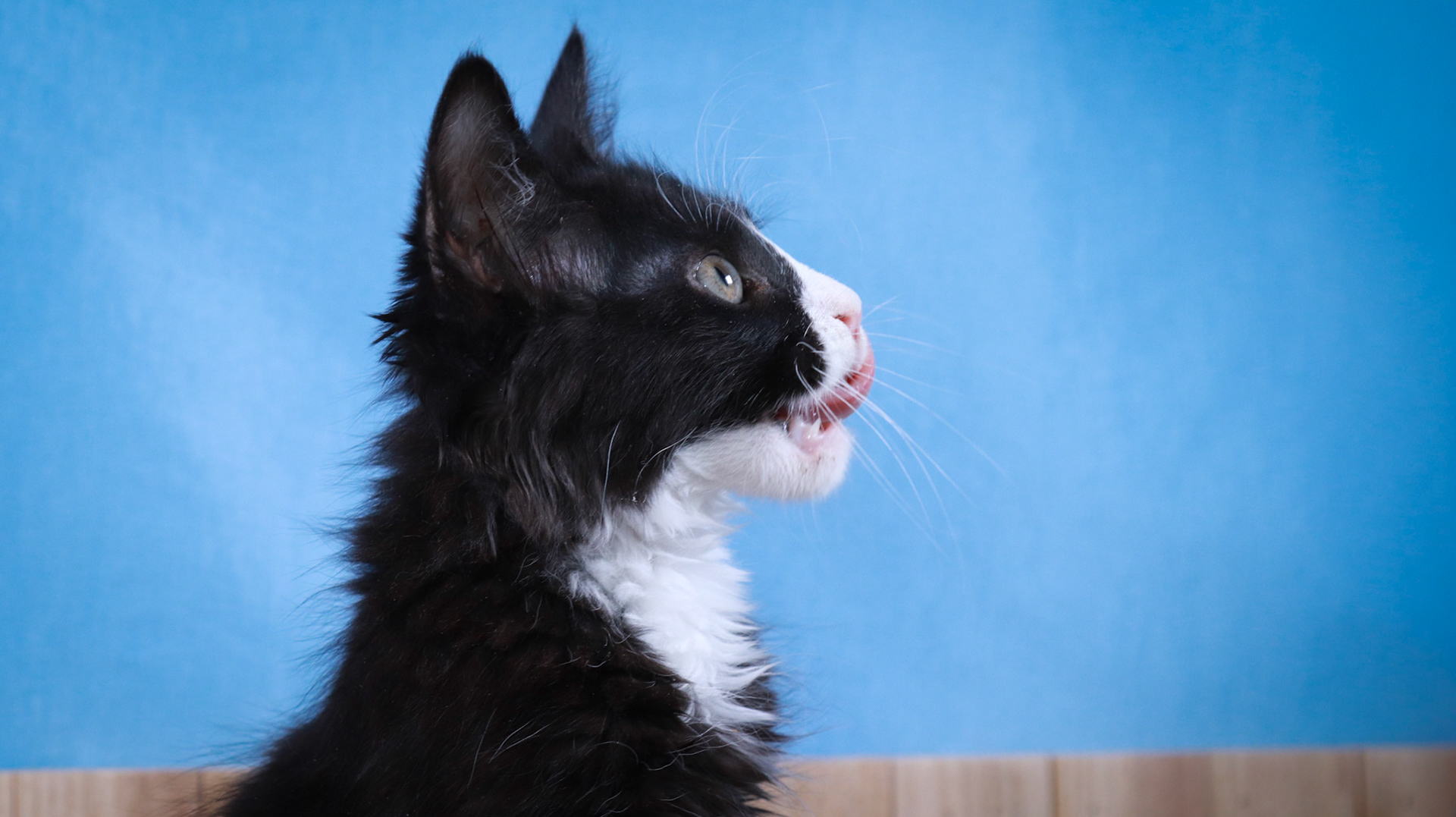 Sylvester (M-DLH-Black/White/Tuxie)