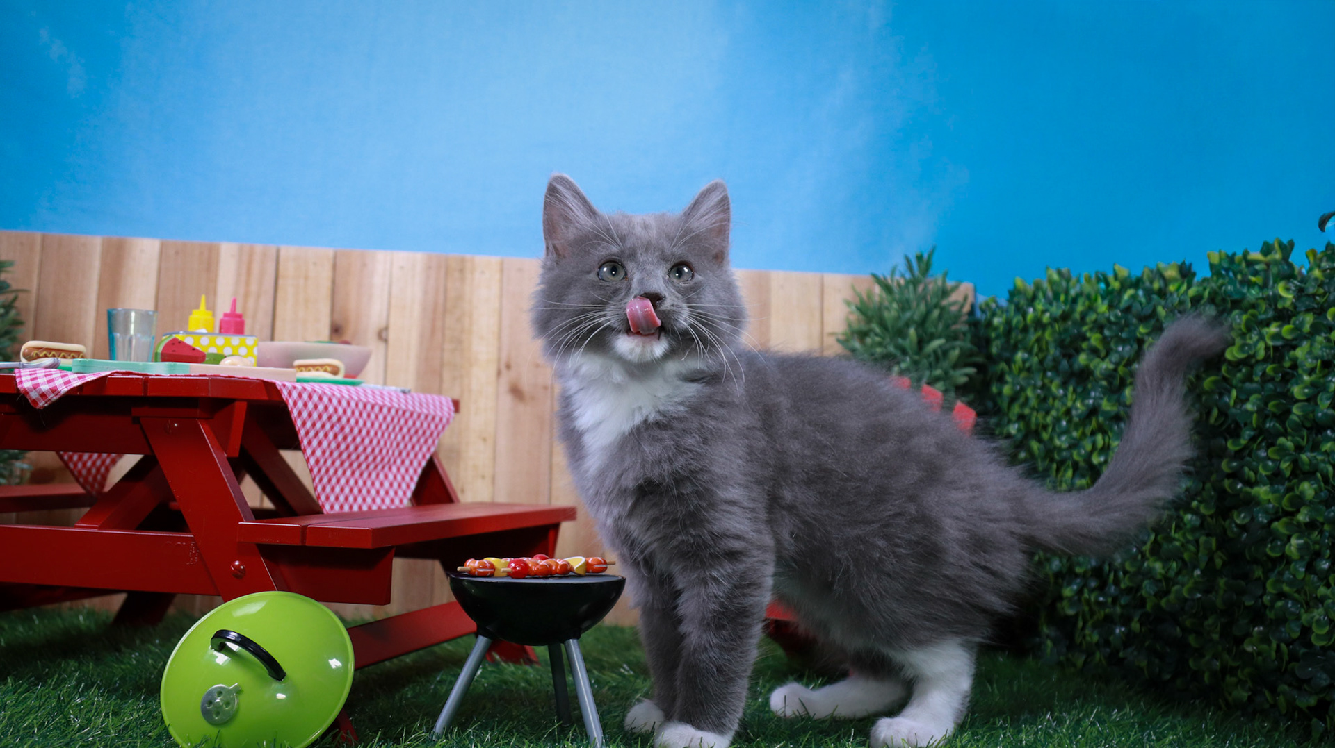 Milo (M-DMH-Grey/White/Tuxie)
