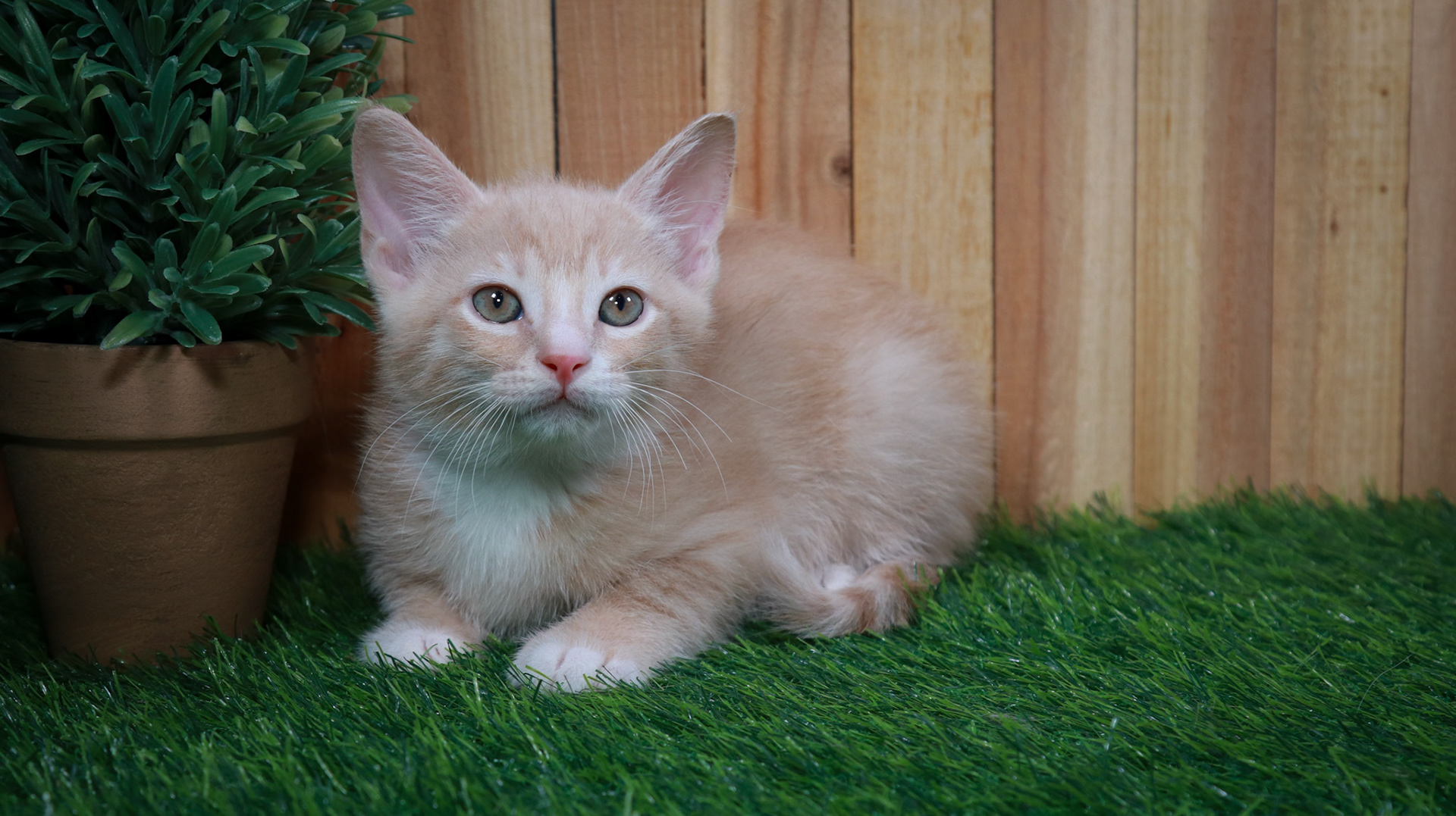 Citrine (M-DSH-Ginger/White/Tuxie)