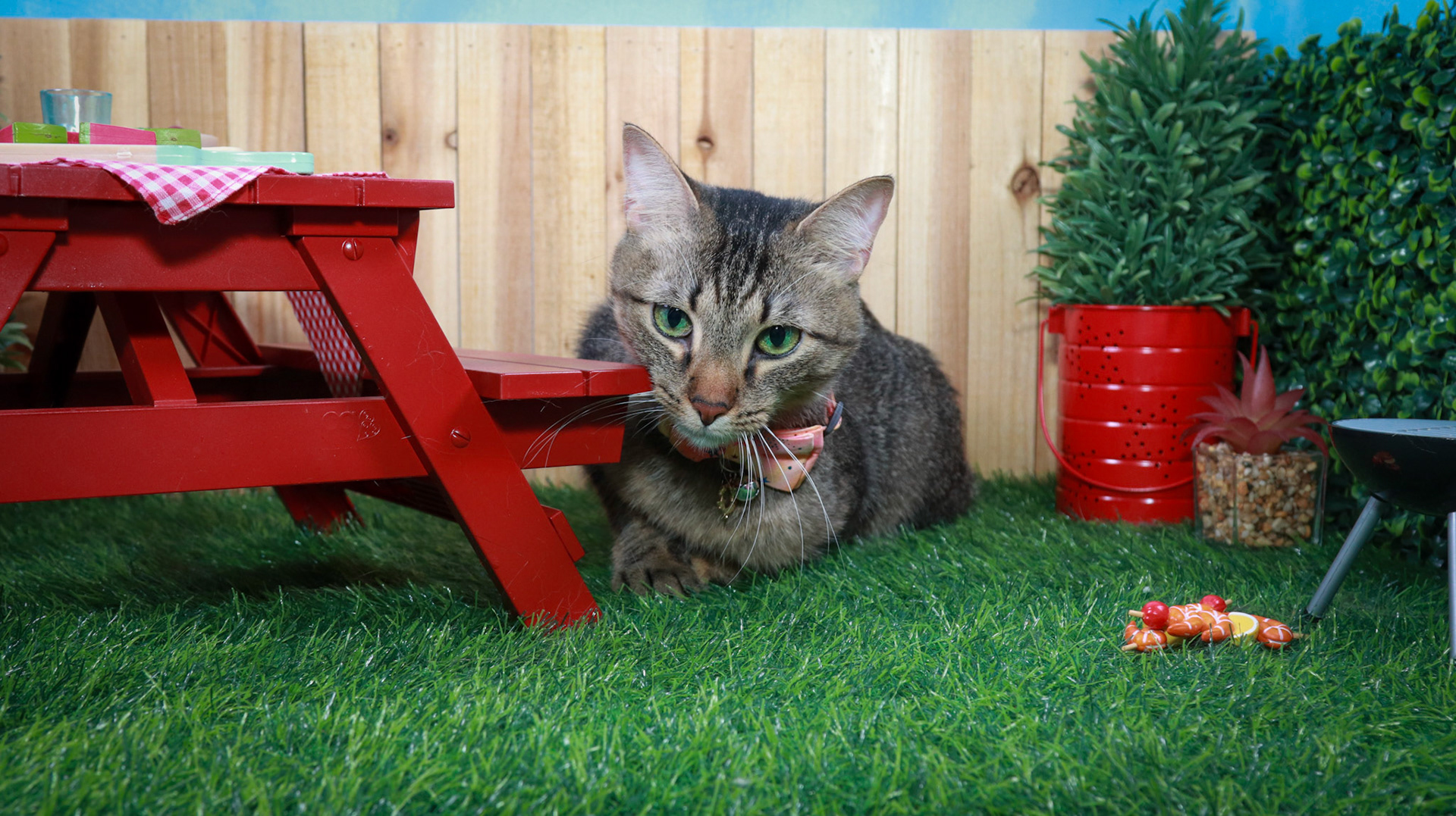 Bella (F-DSH-Tabby/Manx)