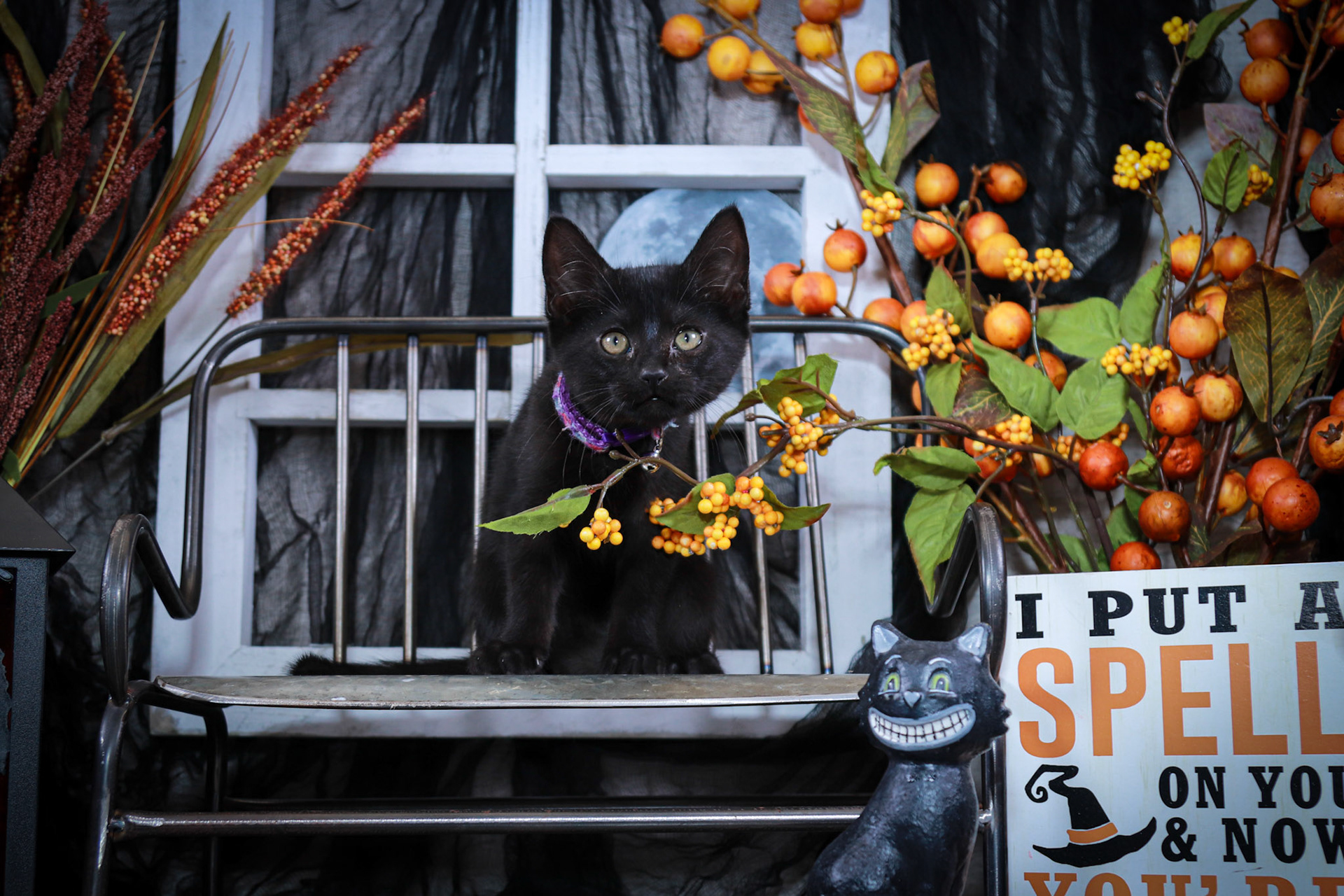 Bobbidi (F-DSH-Black)