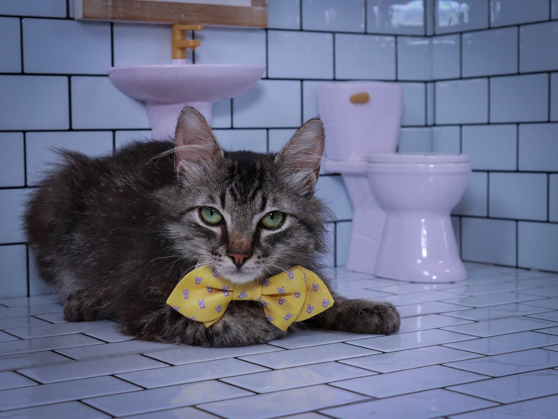 Bucky (M-DMH-Tabby)