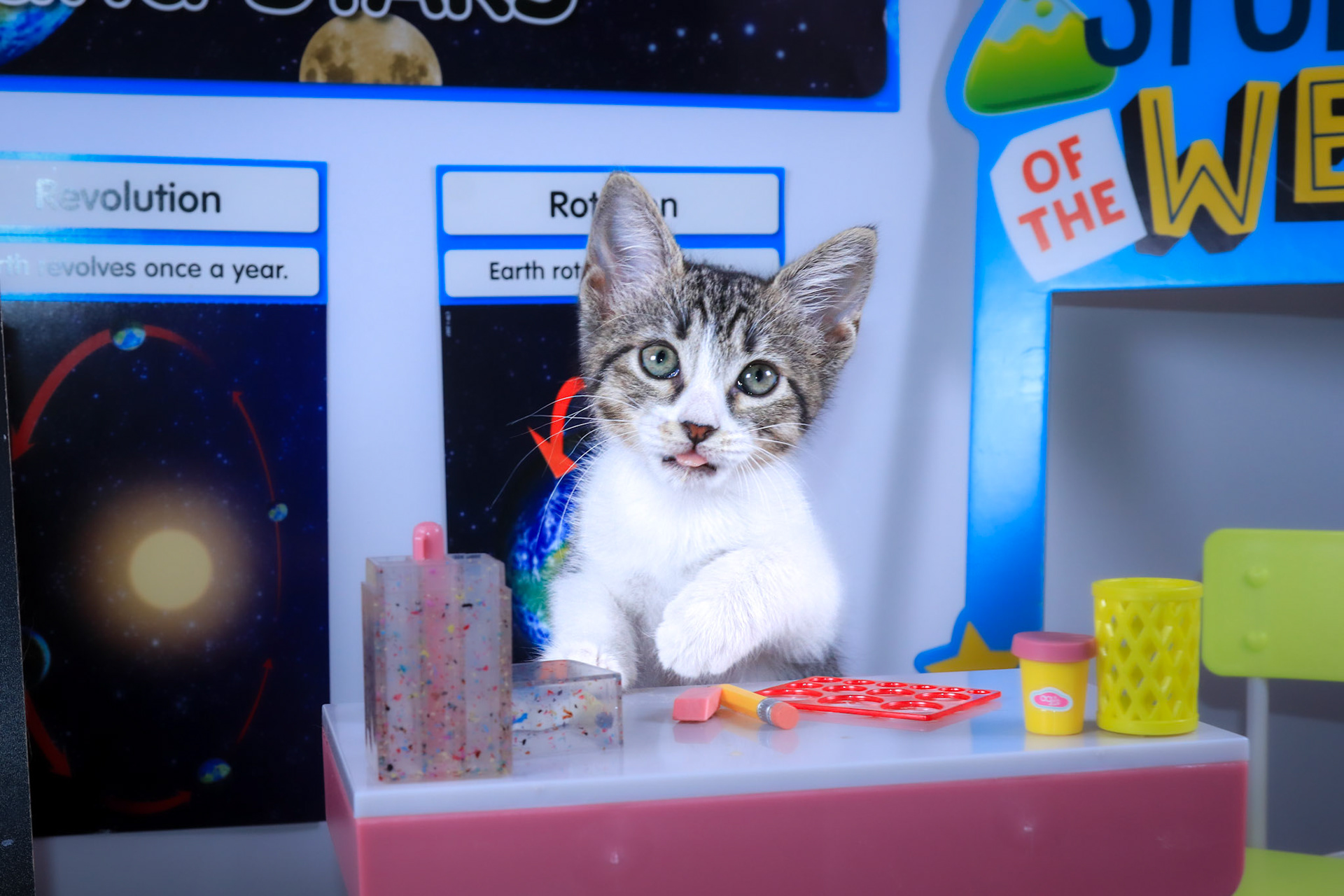 Washi (F-DSH-Tabby/White/Manx)