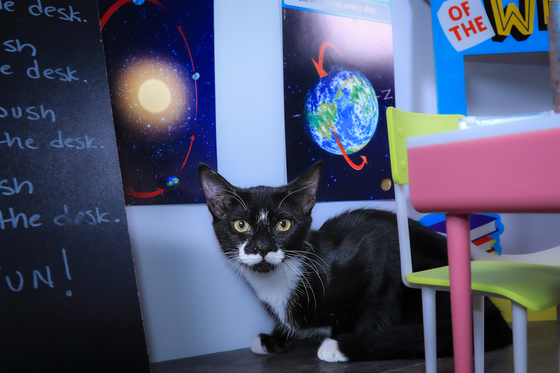Mittens (M-DSH-Black/White/Tuxie)