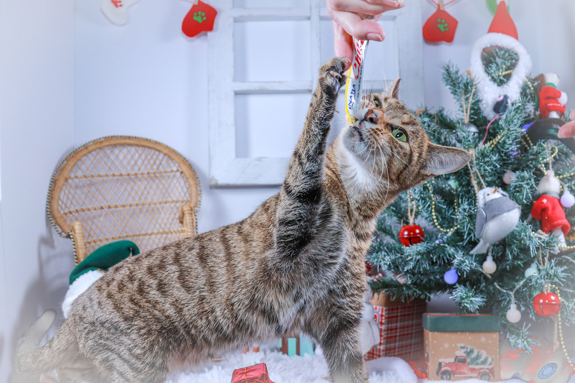 Keiko (F-DSH-Tabby/Bengal Mix)