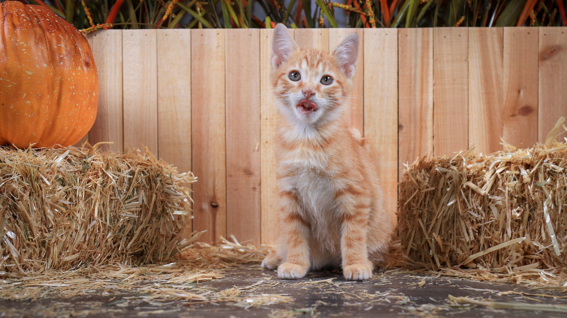 Chester (M-DSH-Ginger)