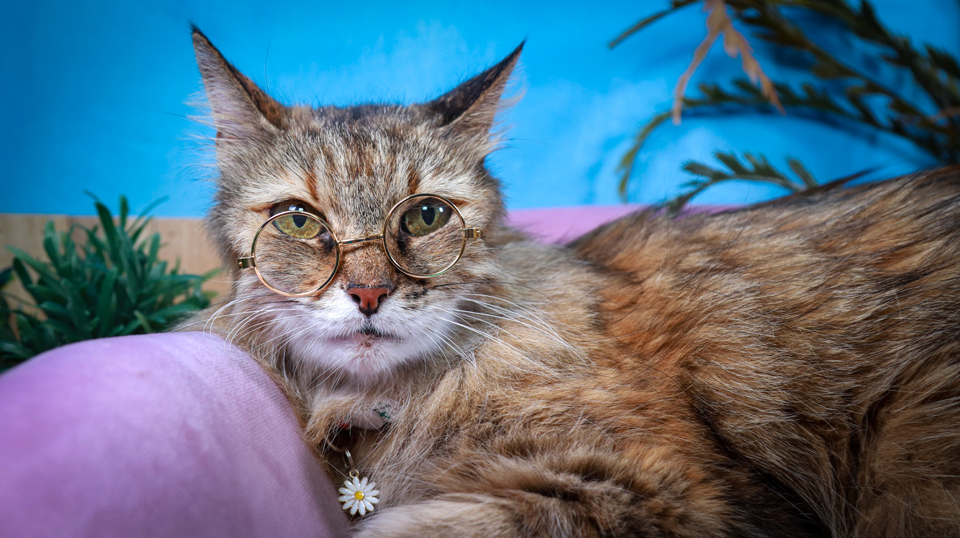 Anda (F-DLH-Brown/Tabby/Manx)