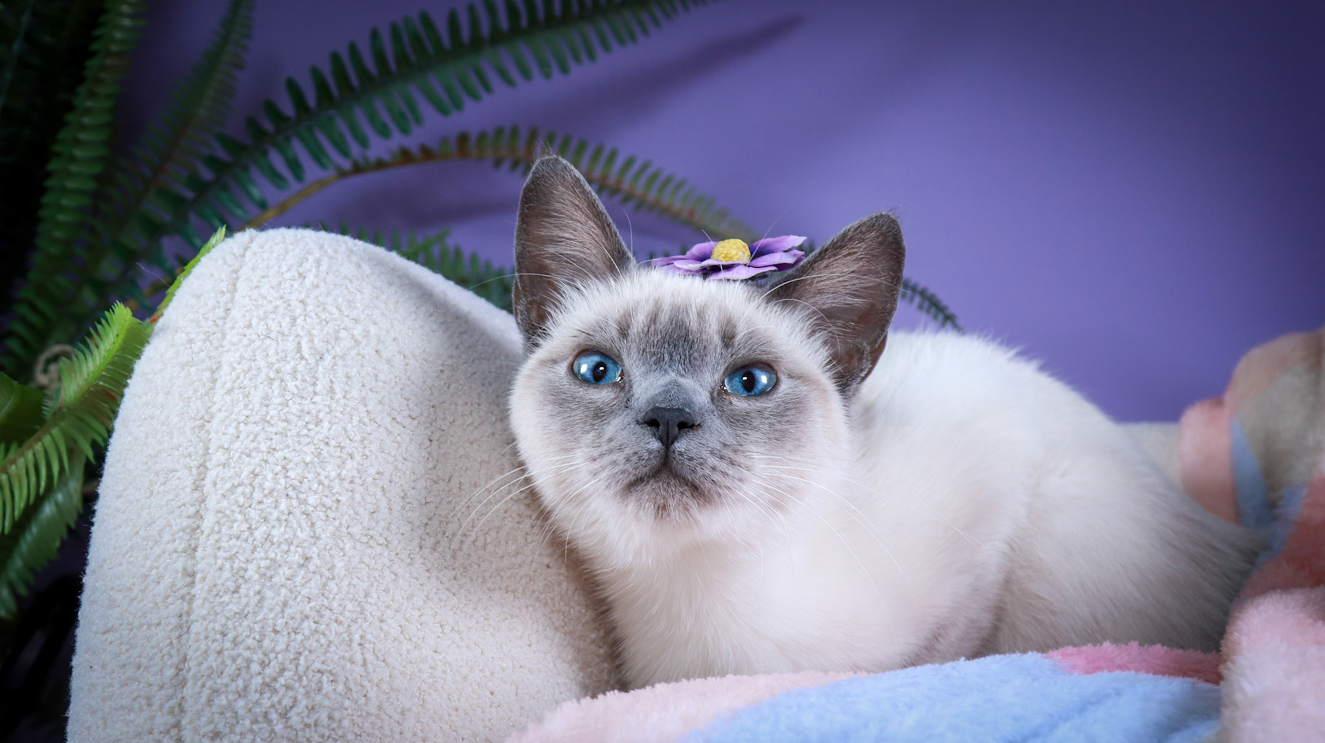 Grit (F-DSH-Siamese)