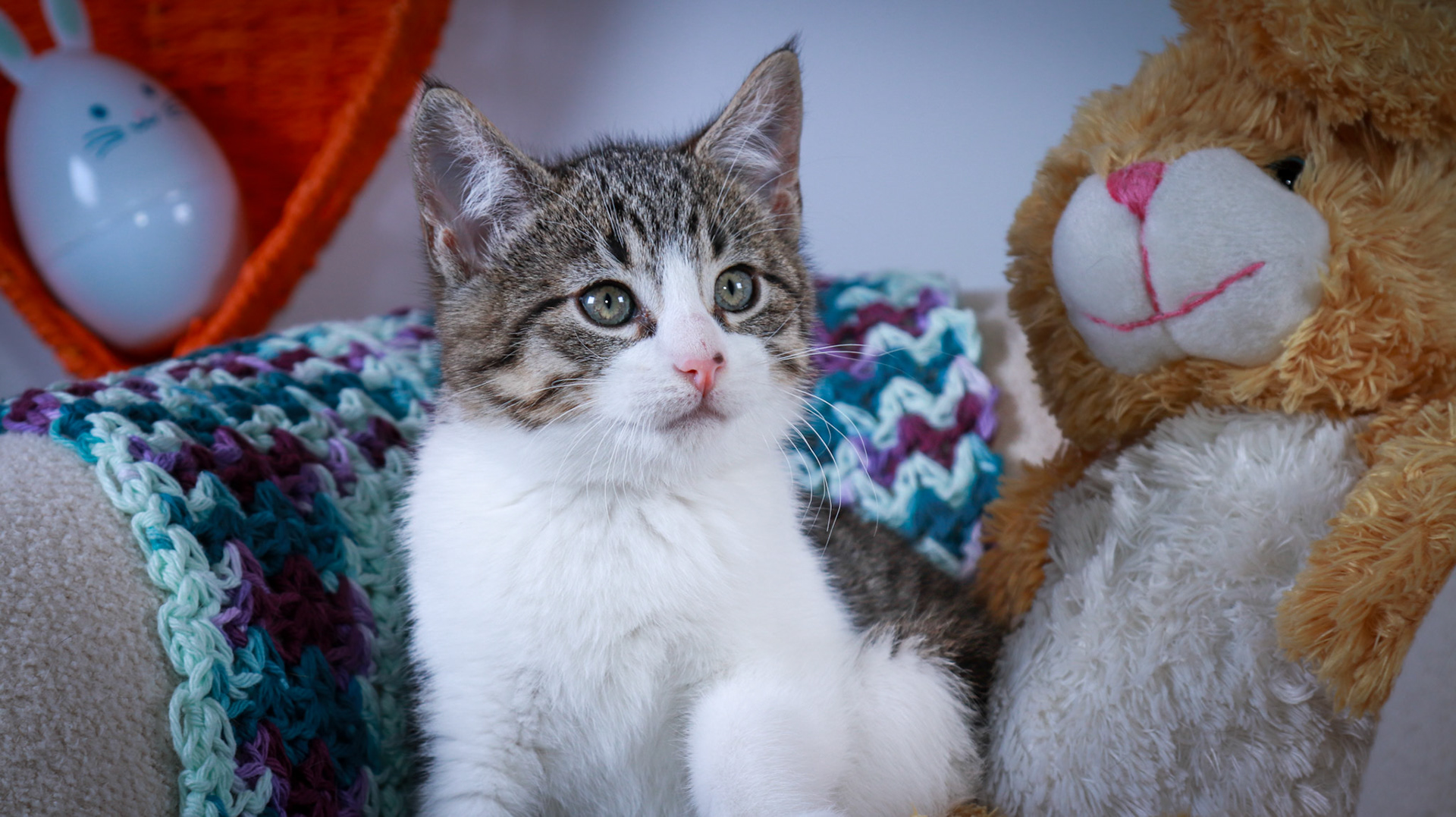 Gus (M-DSH-Tabby/White)
