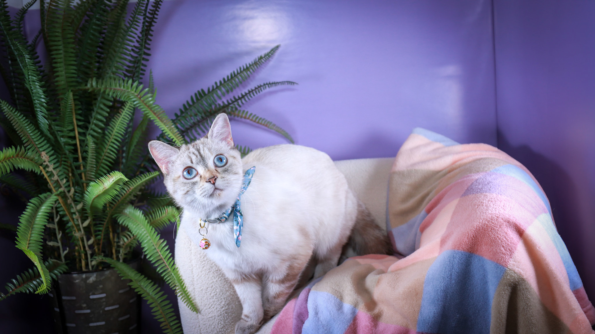 Lumi (F-DSH-Lynx Point Siamese)