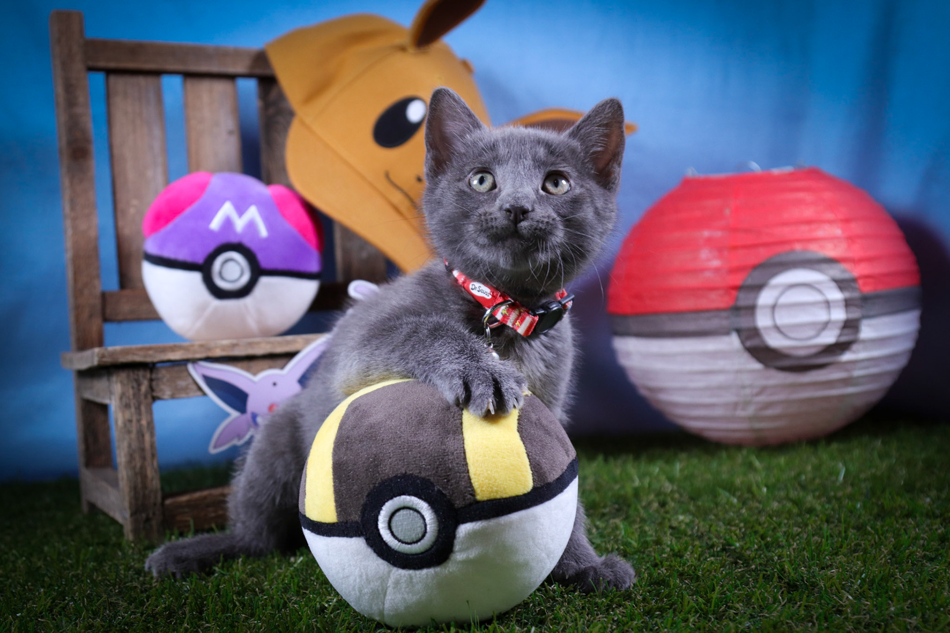 Espeon (F-DSH-Black)