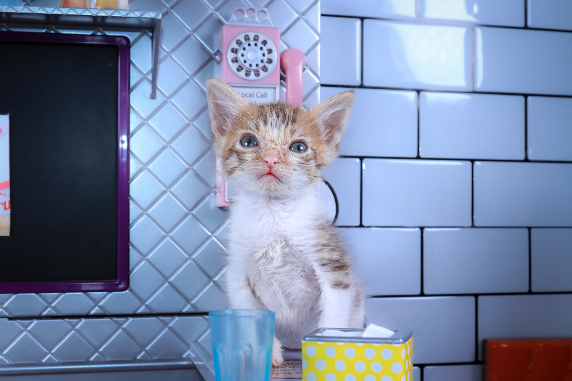 Copper (M-DSH-Copper/Tabby)