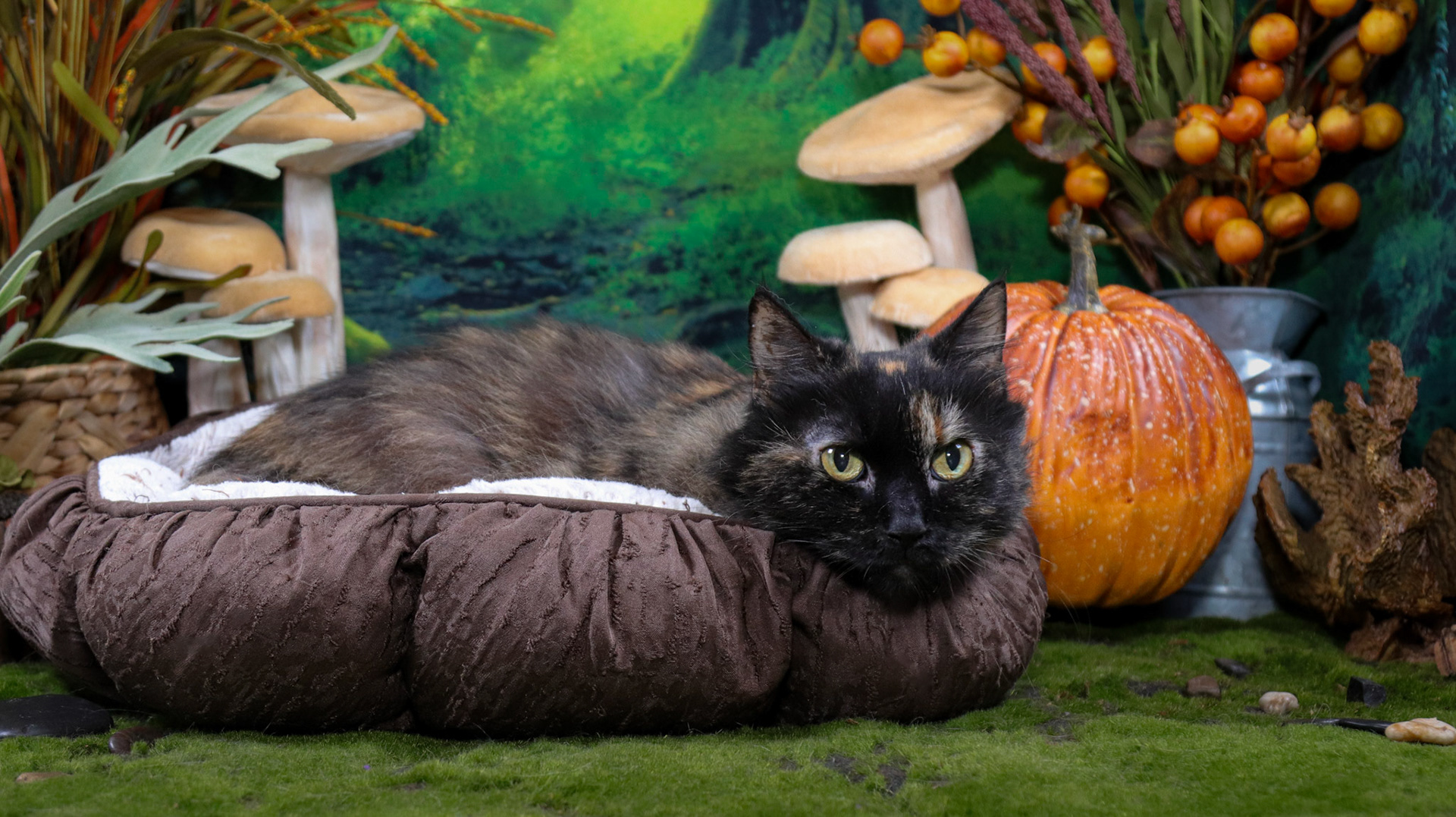 Mochi (F-DLH-Tortie)