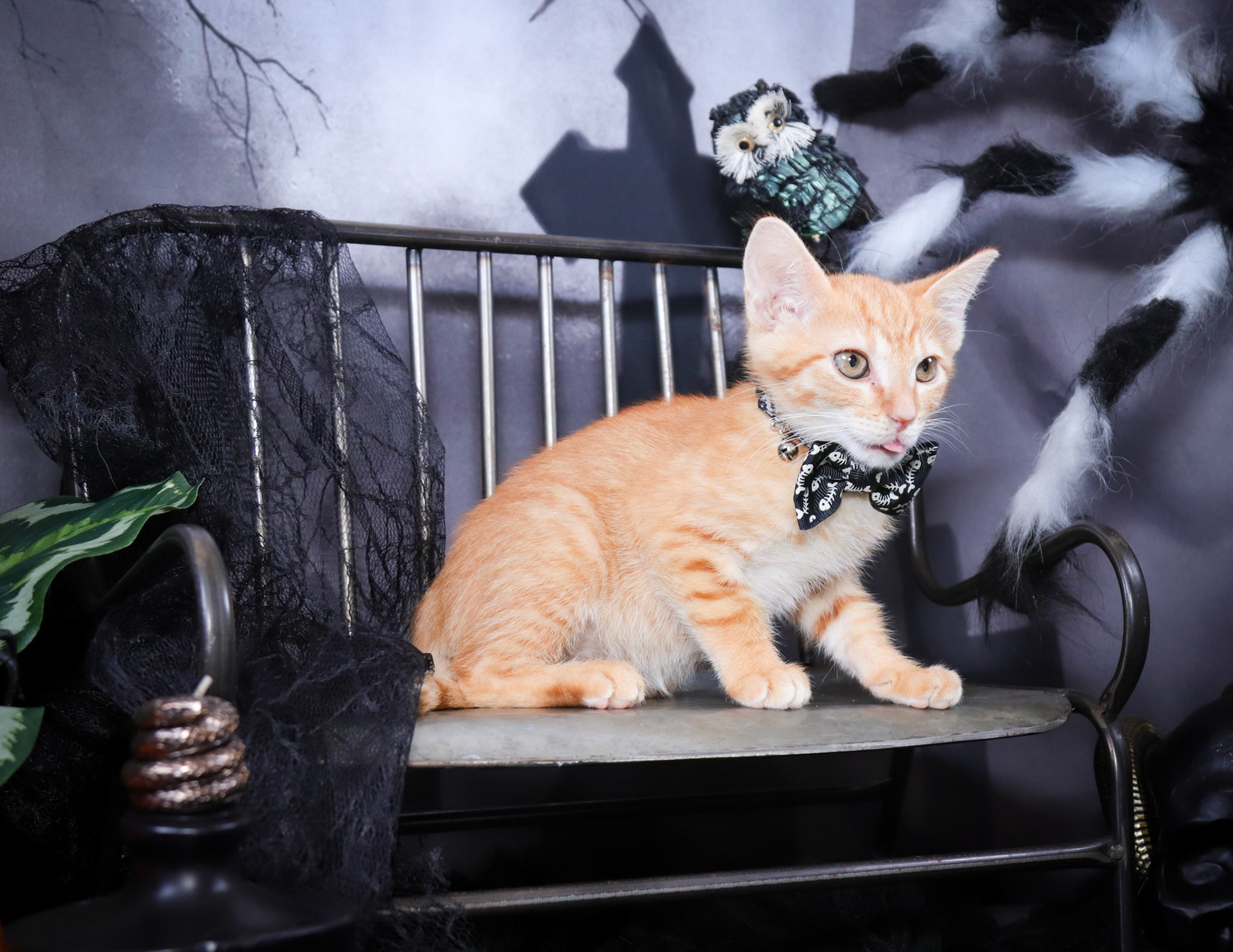 Arlo (M-DSH-Ginger)
