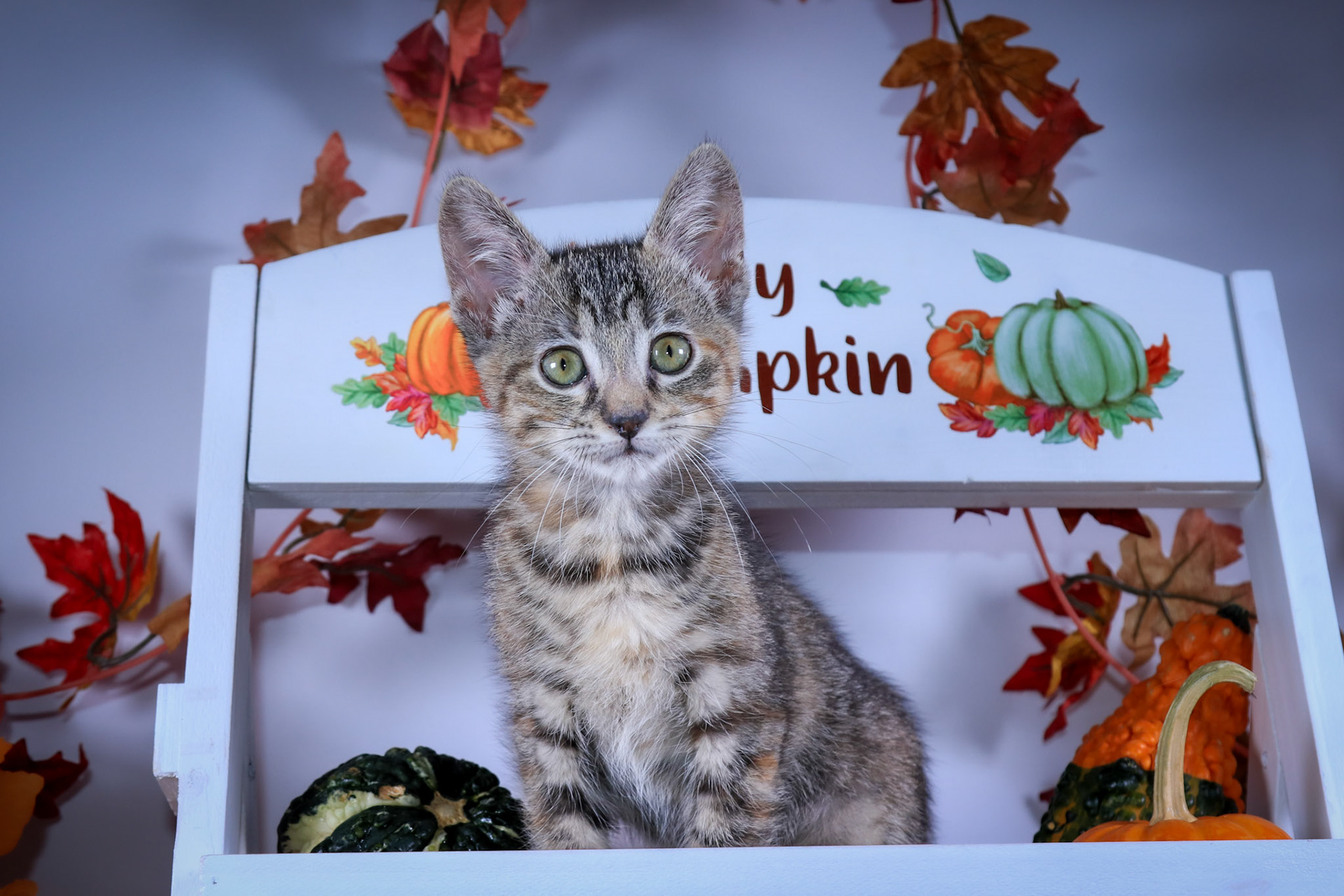 Strawberry (F-DSH-Torbie)