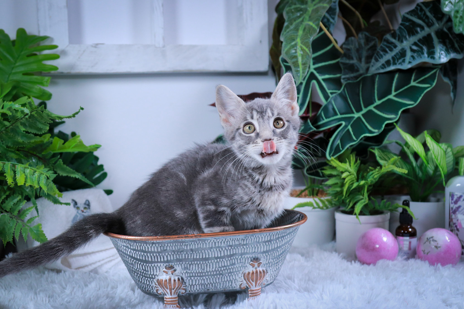 Tobey (M-DSH-Gray/Tabby)