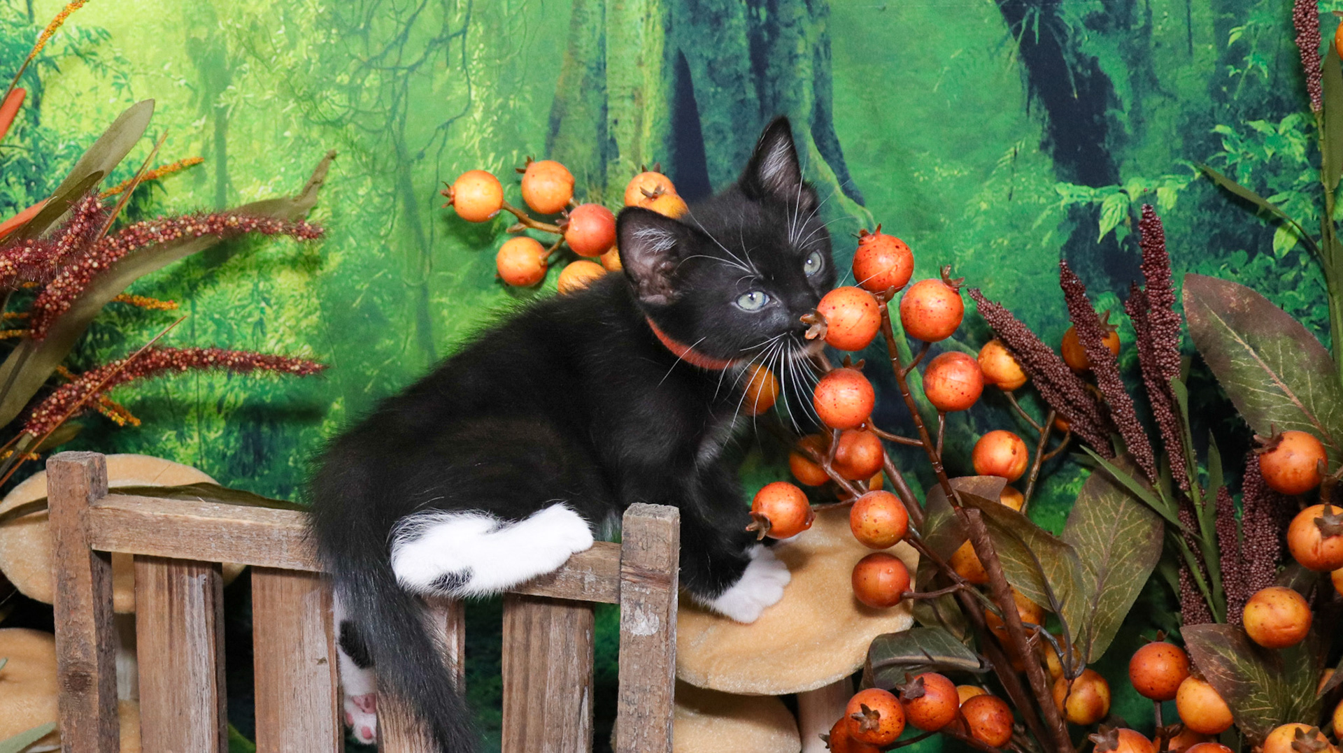 Ash (M-DSH-Black/White/Tuxie)