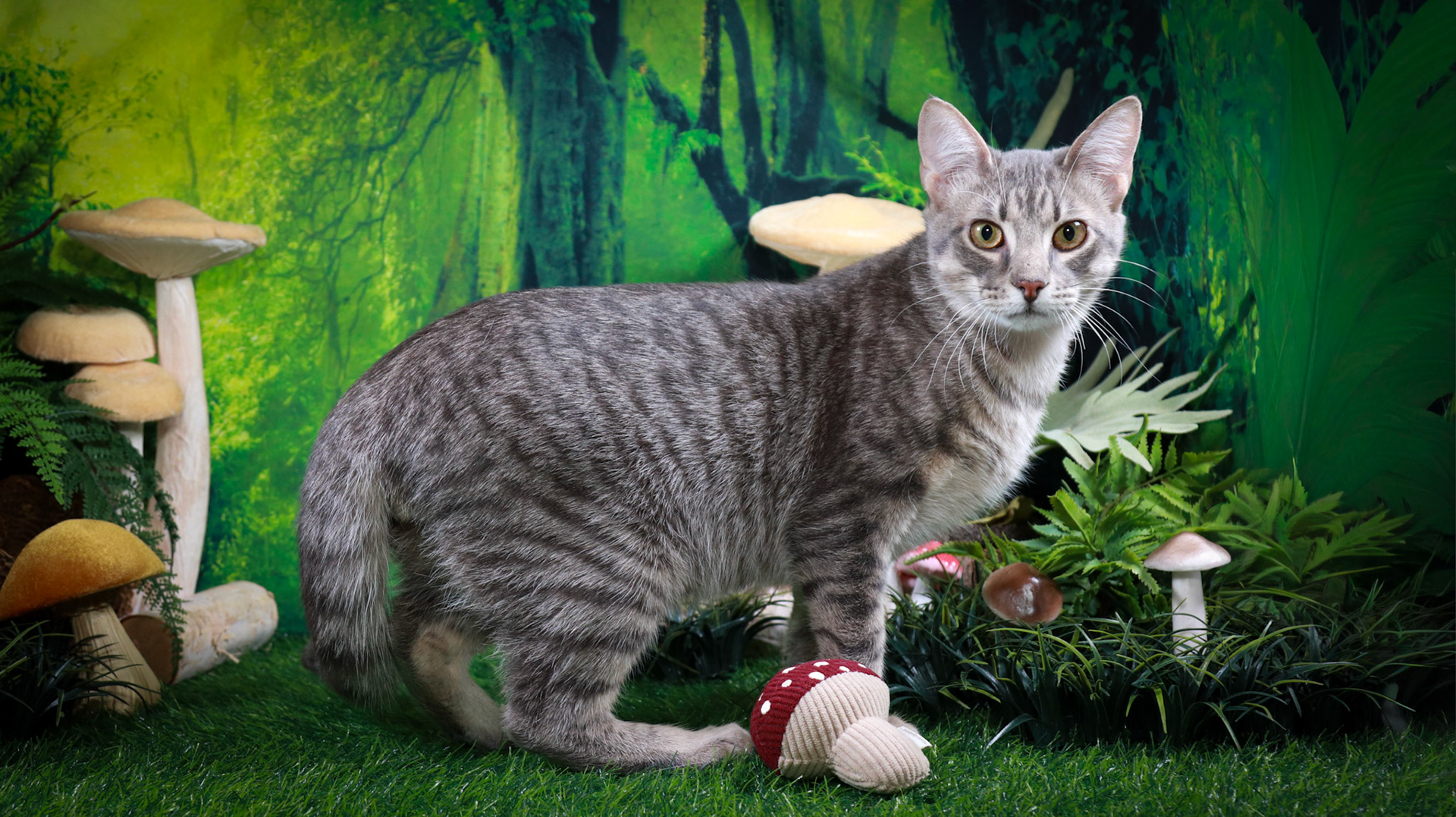 Samson (M-DSH-Grey/Tabby)